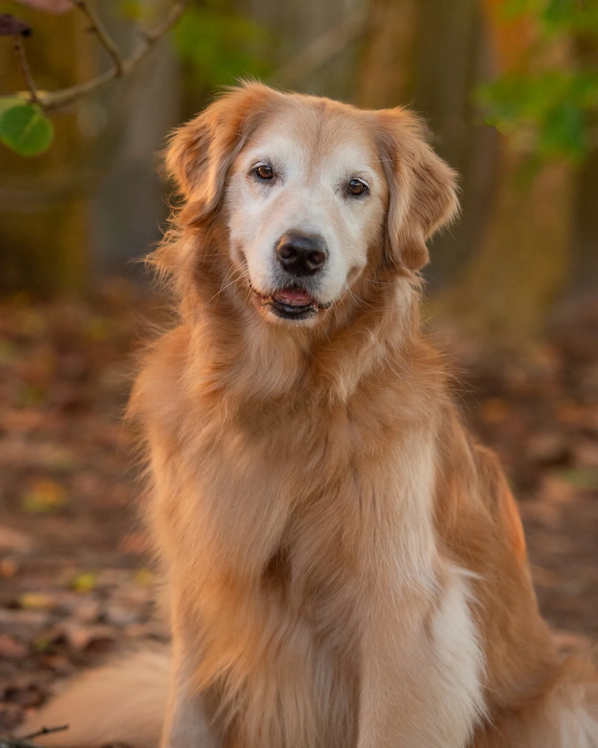 It's National Golden Retriever day