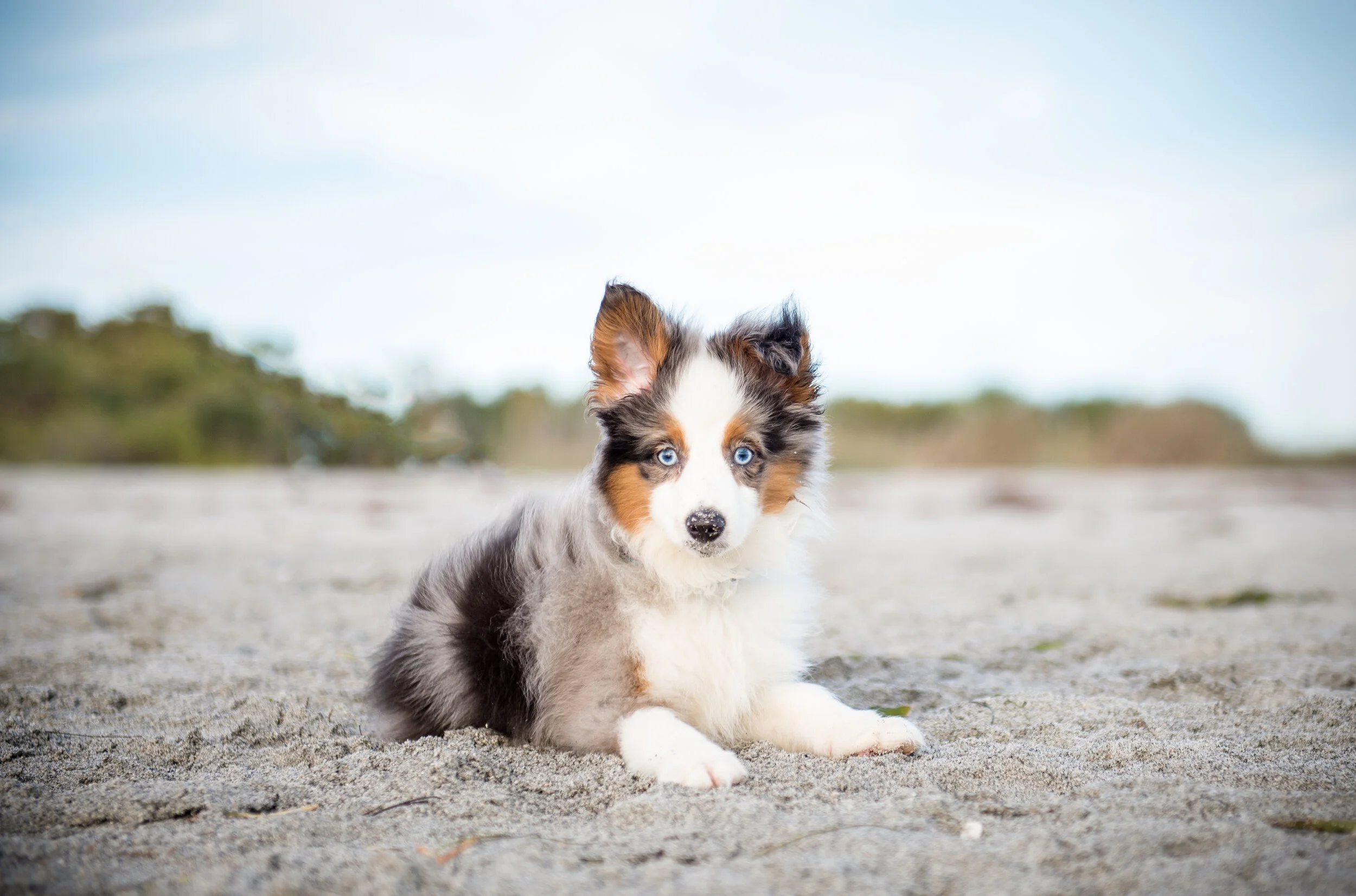 Wilson on beach.jpg