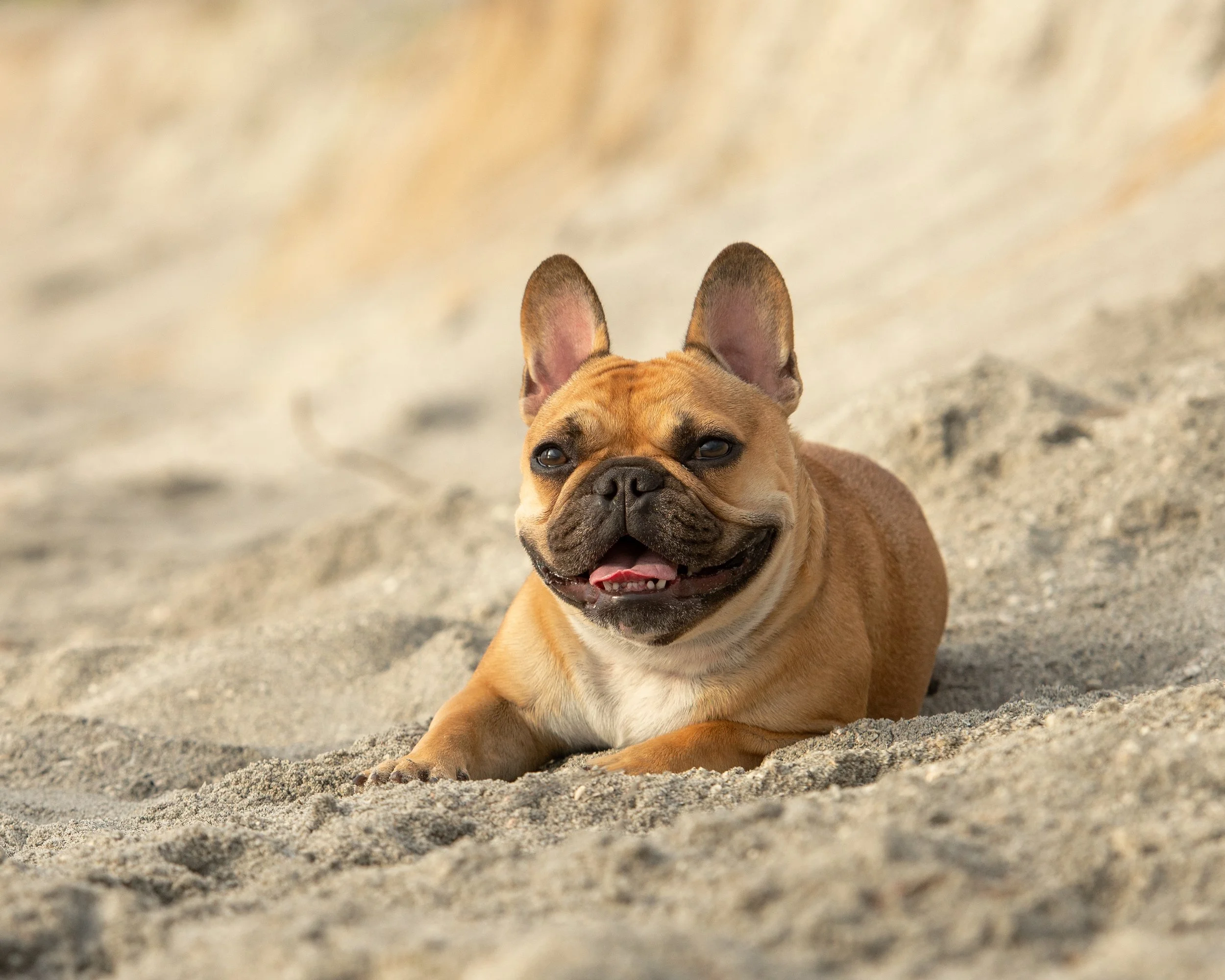 A Frenchie named Brie