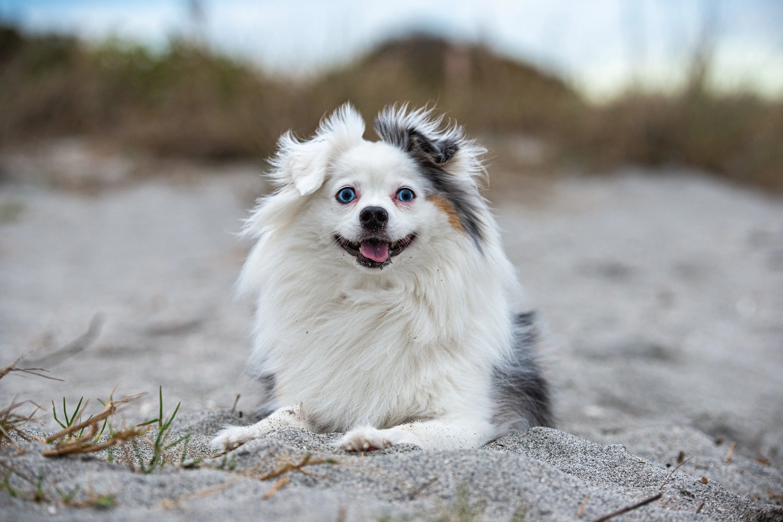5 questions to ask when choosing a pet photographer