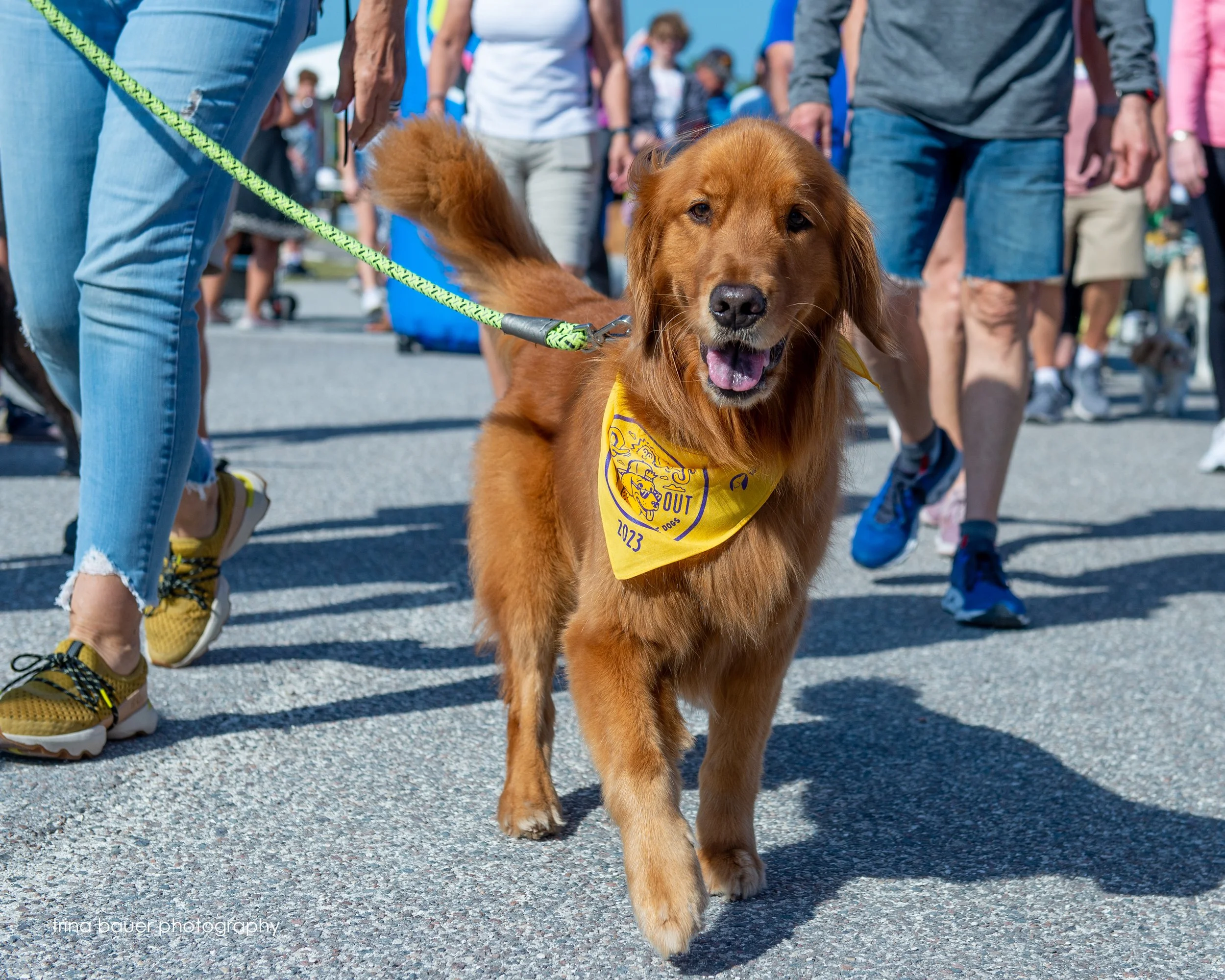 SE Guidedogs Suncoast walkathon