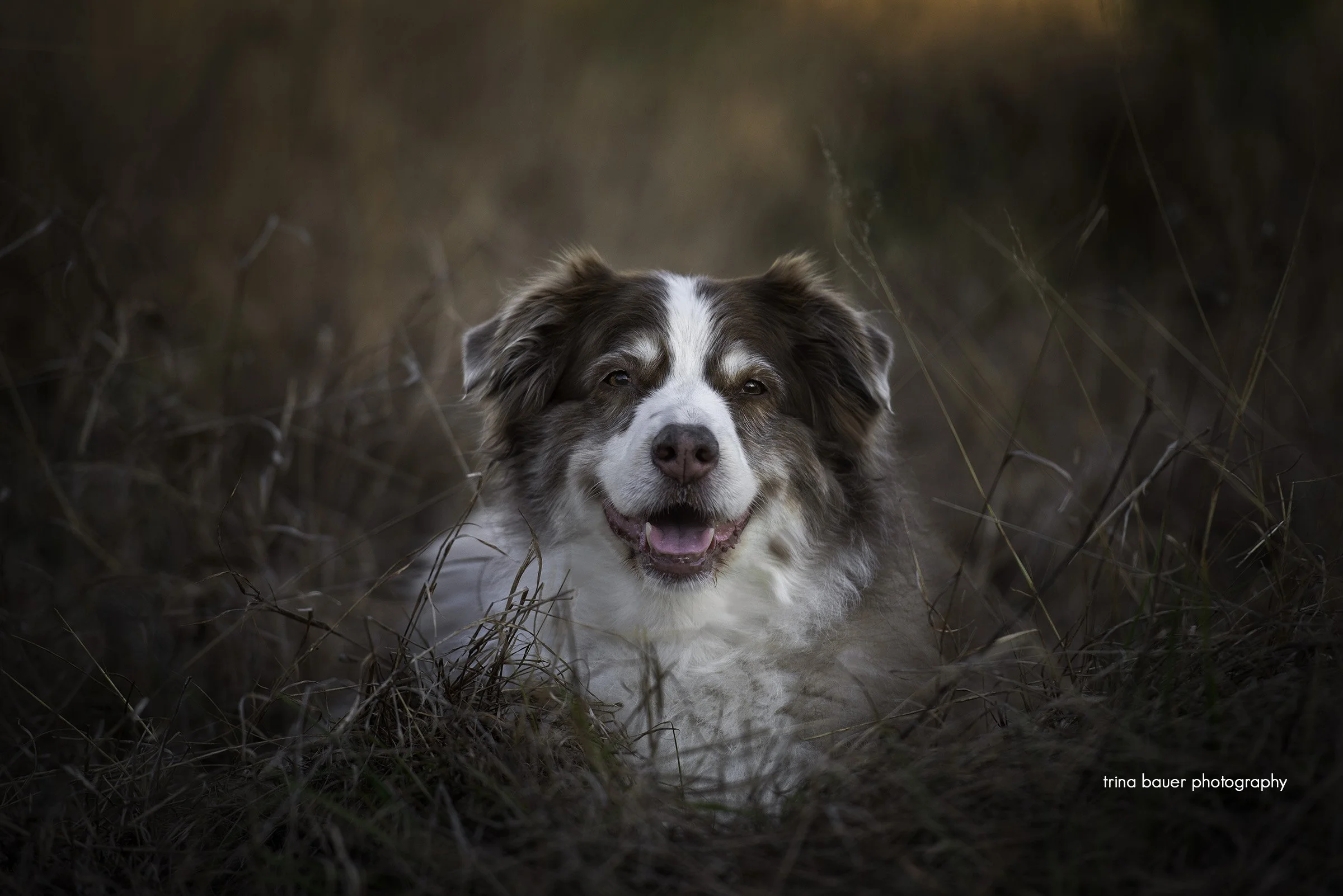 Where should you have your pet photography session?