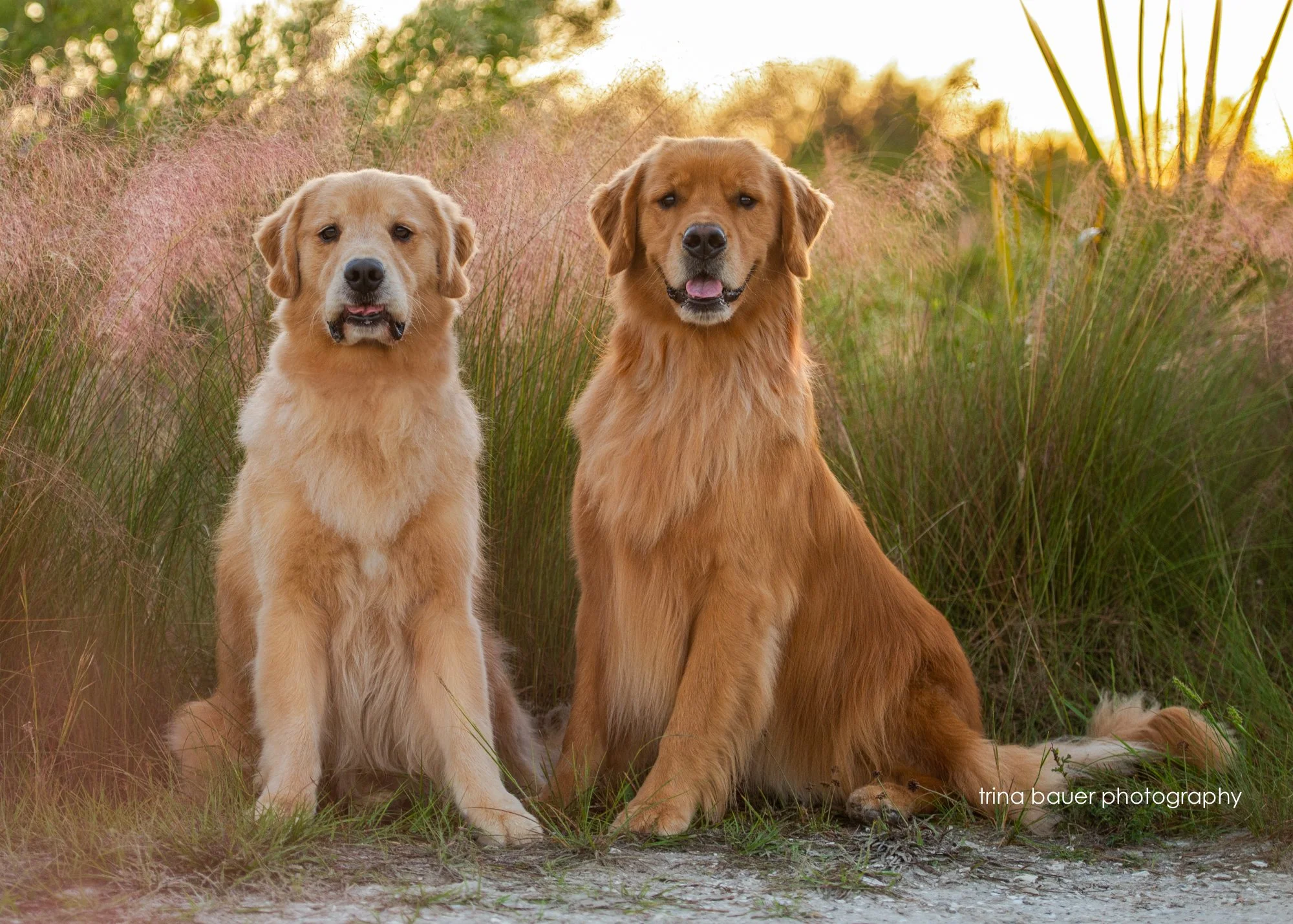 6 things to do to prepare your dog for the photo session