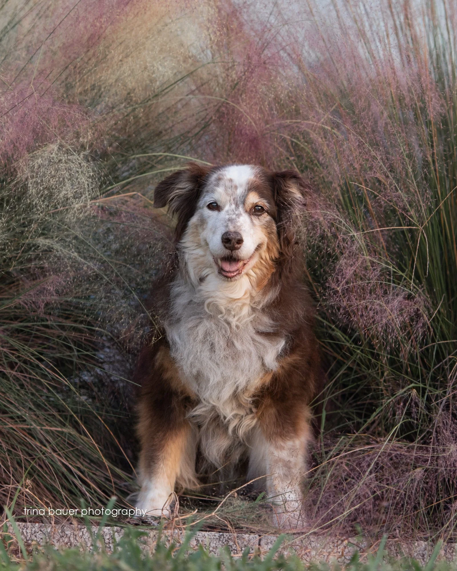 Tillie turns 15!