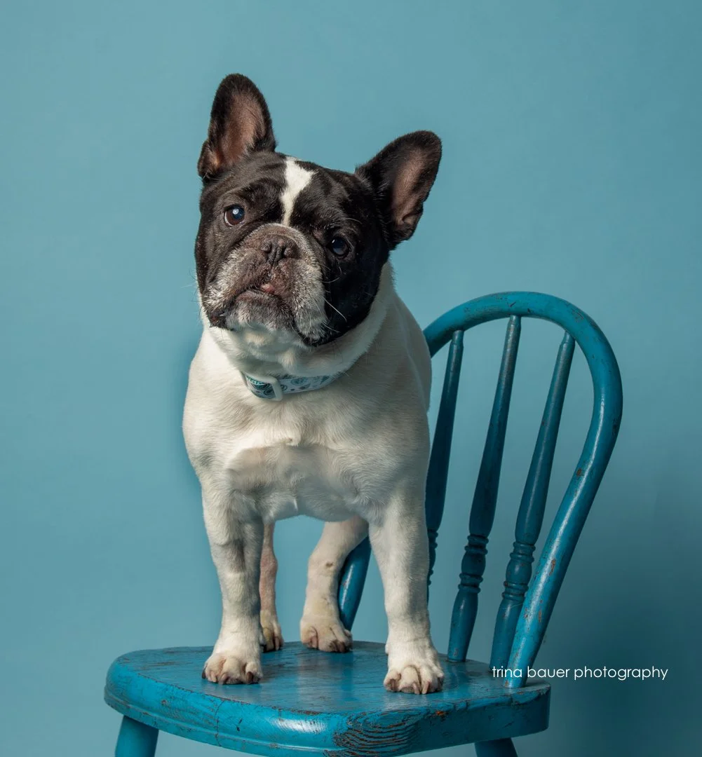Three Dog Bakery Osprey grand opening