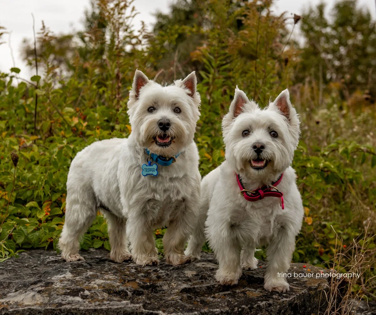 Pennsylvania dog photography session 