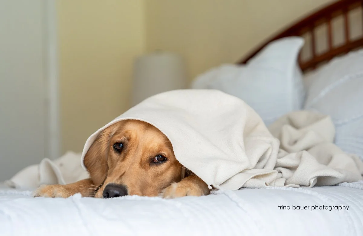 5 Tips to prepare your dogs for a hurricane