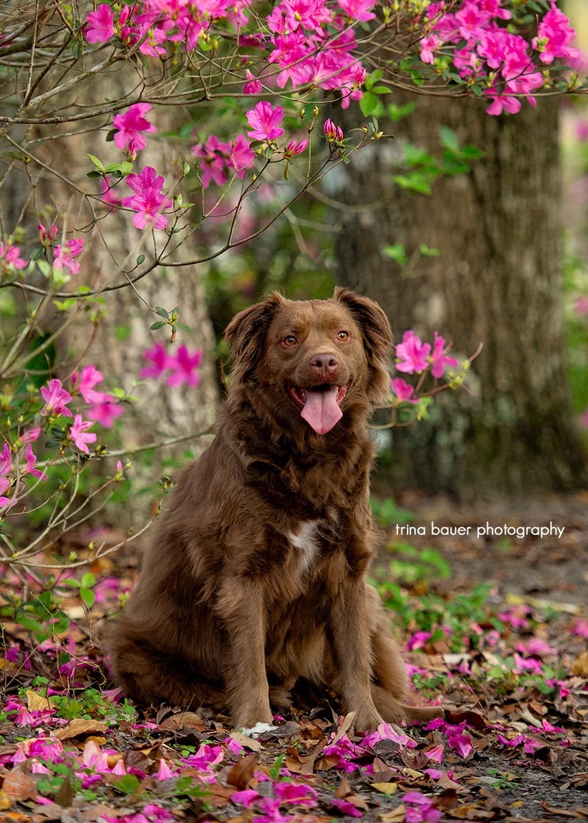 A heartwarming gift of pet photos for a loved one