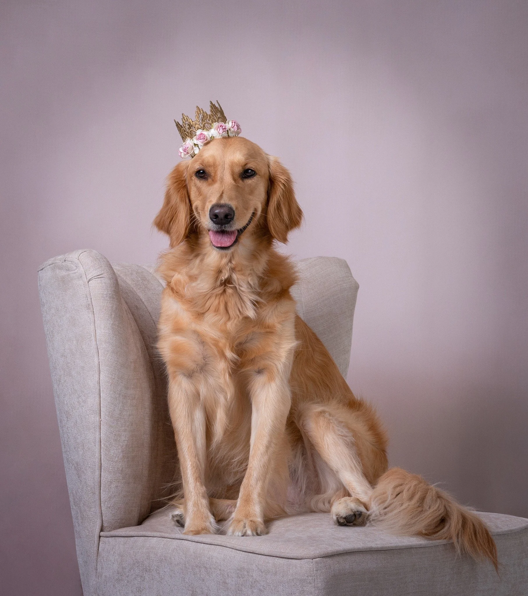 👑 Queen Zoey turns 3 today! 🎉

She&rsquo;s my third golden retriever and my first rescue &mdash; aka the &ldquo;cautious queen&rdquo; of the neighborhood watch. New places? Nope. New cars in the hood? Nope. New construction? Definitely nope. She no