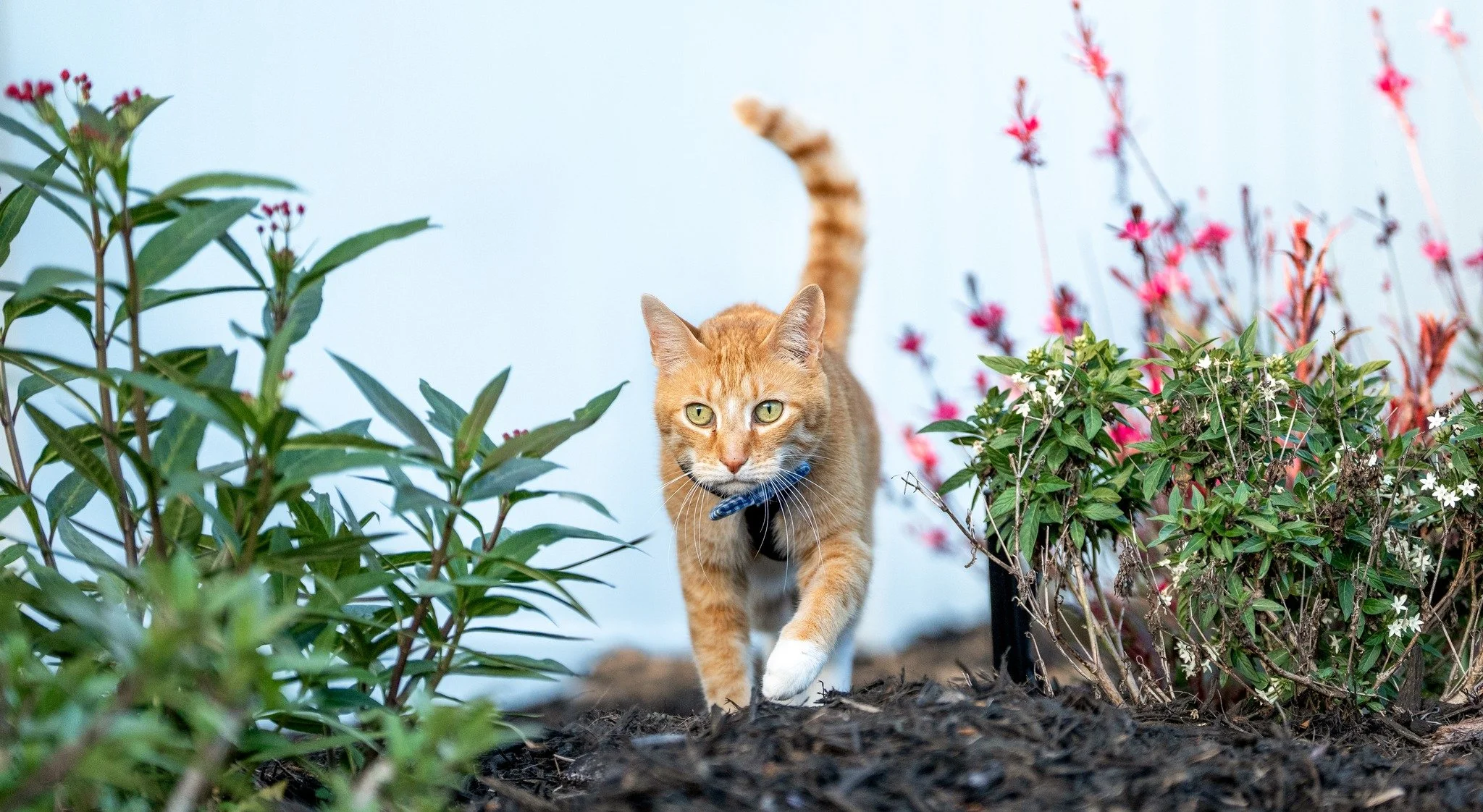 Strutting into #InternationalCatDay like he owns the garden... because he does.
⁠
Today is for the cats -  the mysterious, the majestic, the mischief-makers, and the heart-stealers. 

They may be independent, but they&rsquo;ve got us wrapped around t