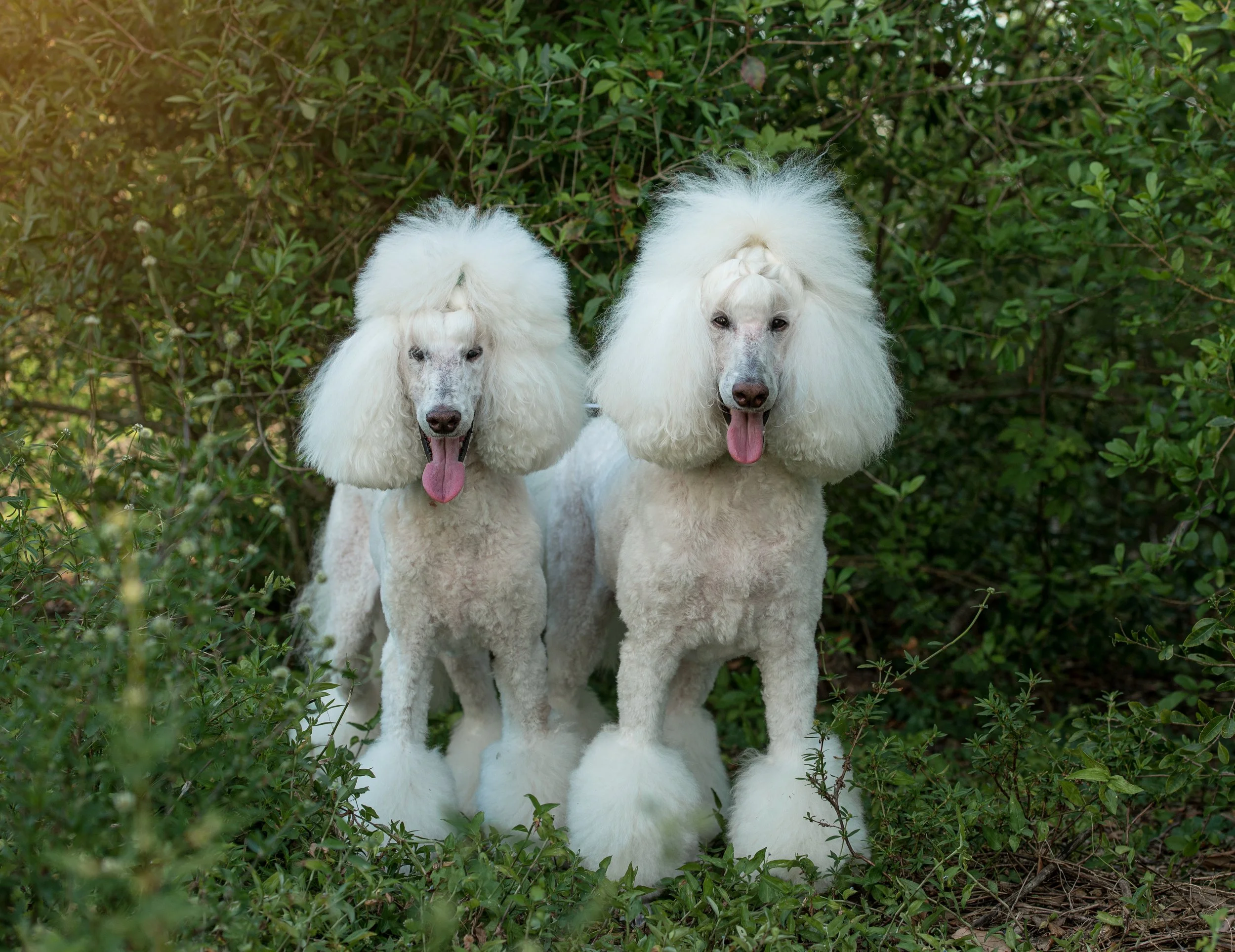 Five Mistakes to Avoid Before a Pet Photography Session
