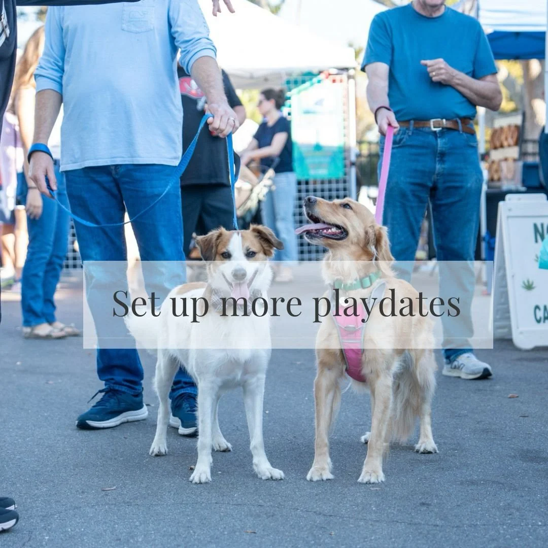 The holidays can be a time of chaos, stress, and constant busyness. Once Christmas is over and the presents are unwrapped, this becomes one of my favorite times of the year. I love sitting down to reflect on the past year and plan the one ahead. 

Re