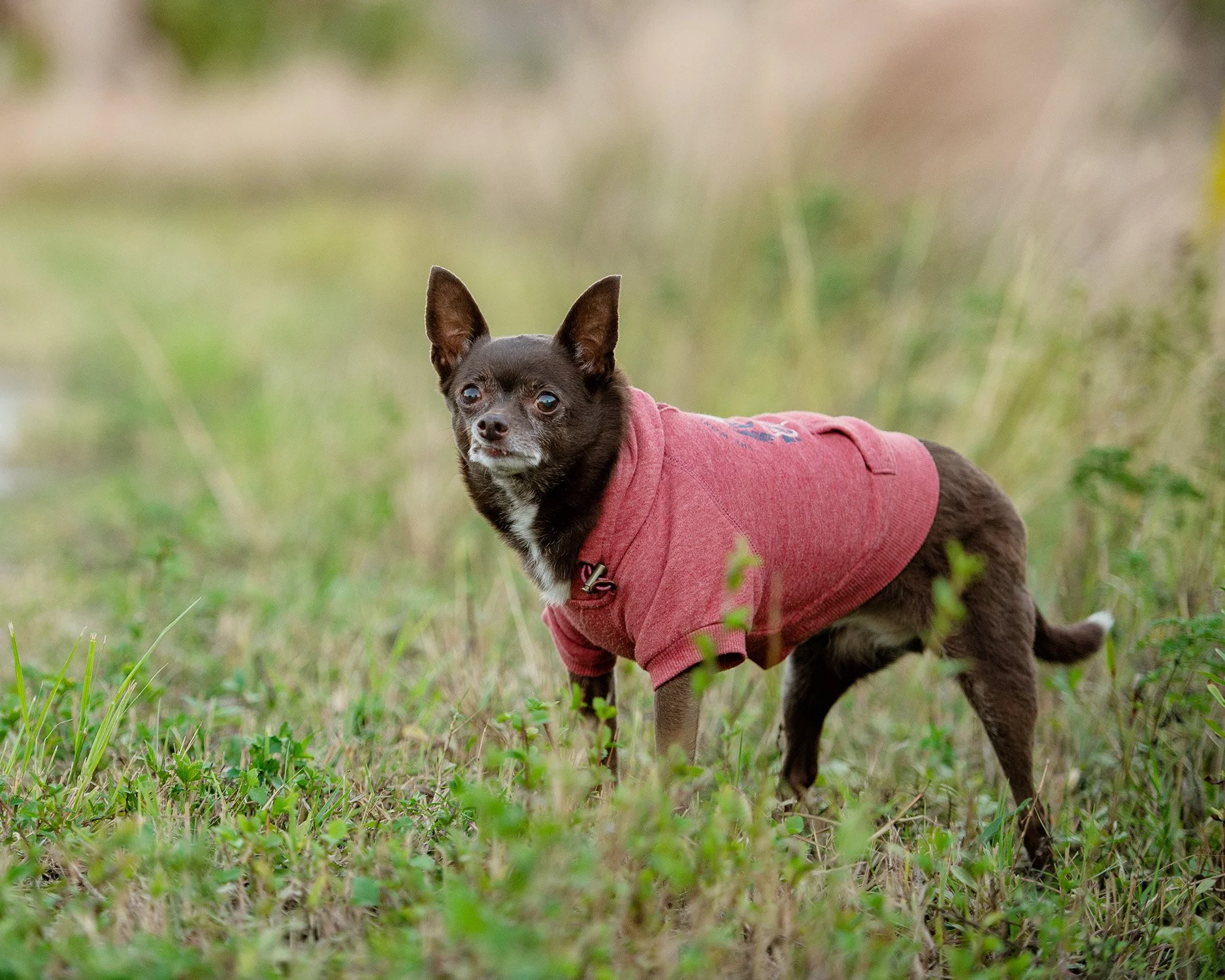 Your Dog is Already Perfect Just as They Are