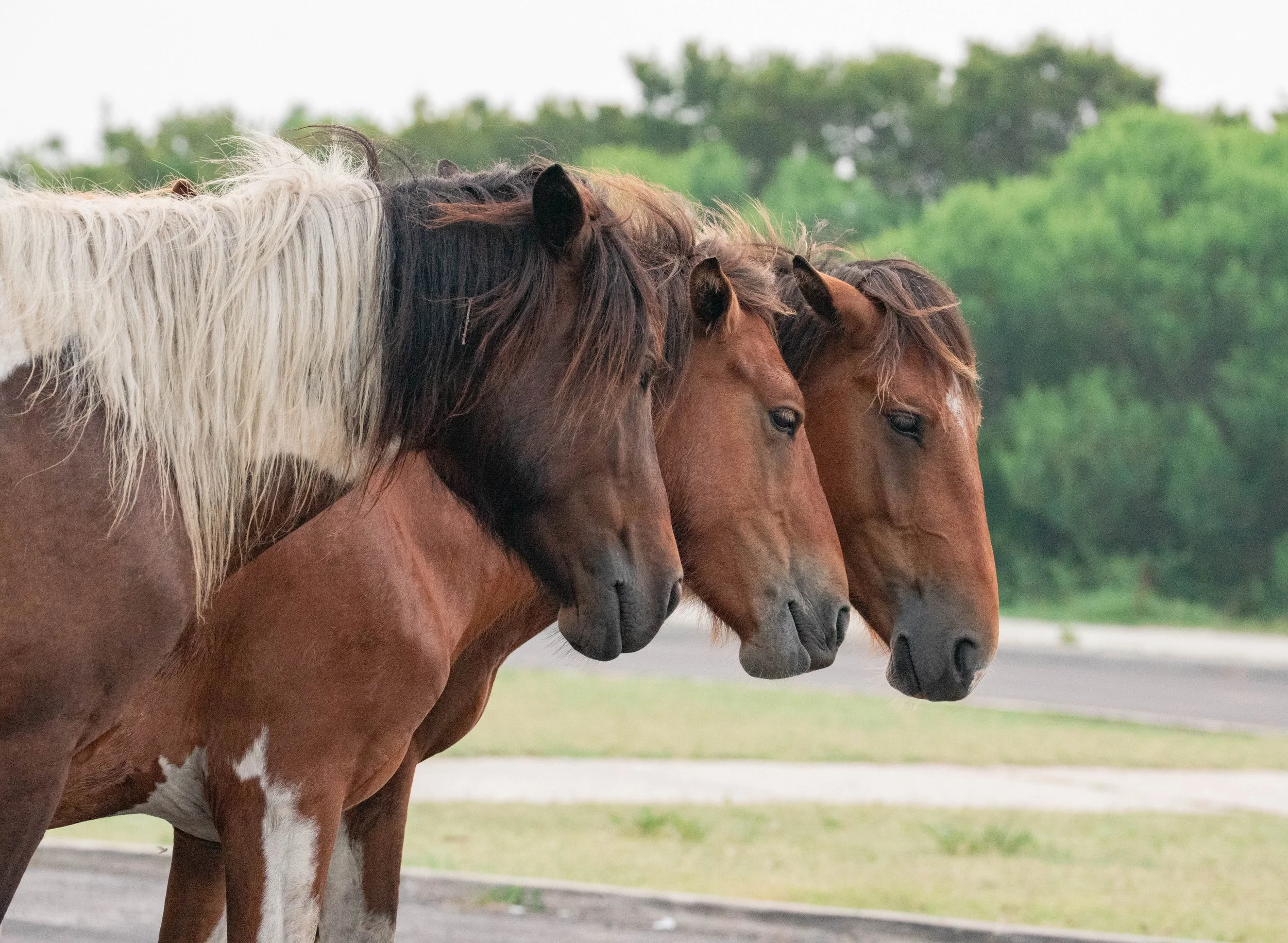 The Horses That Keep Drawing Me Back