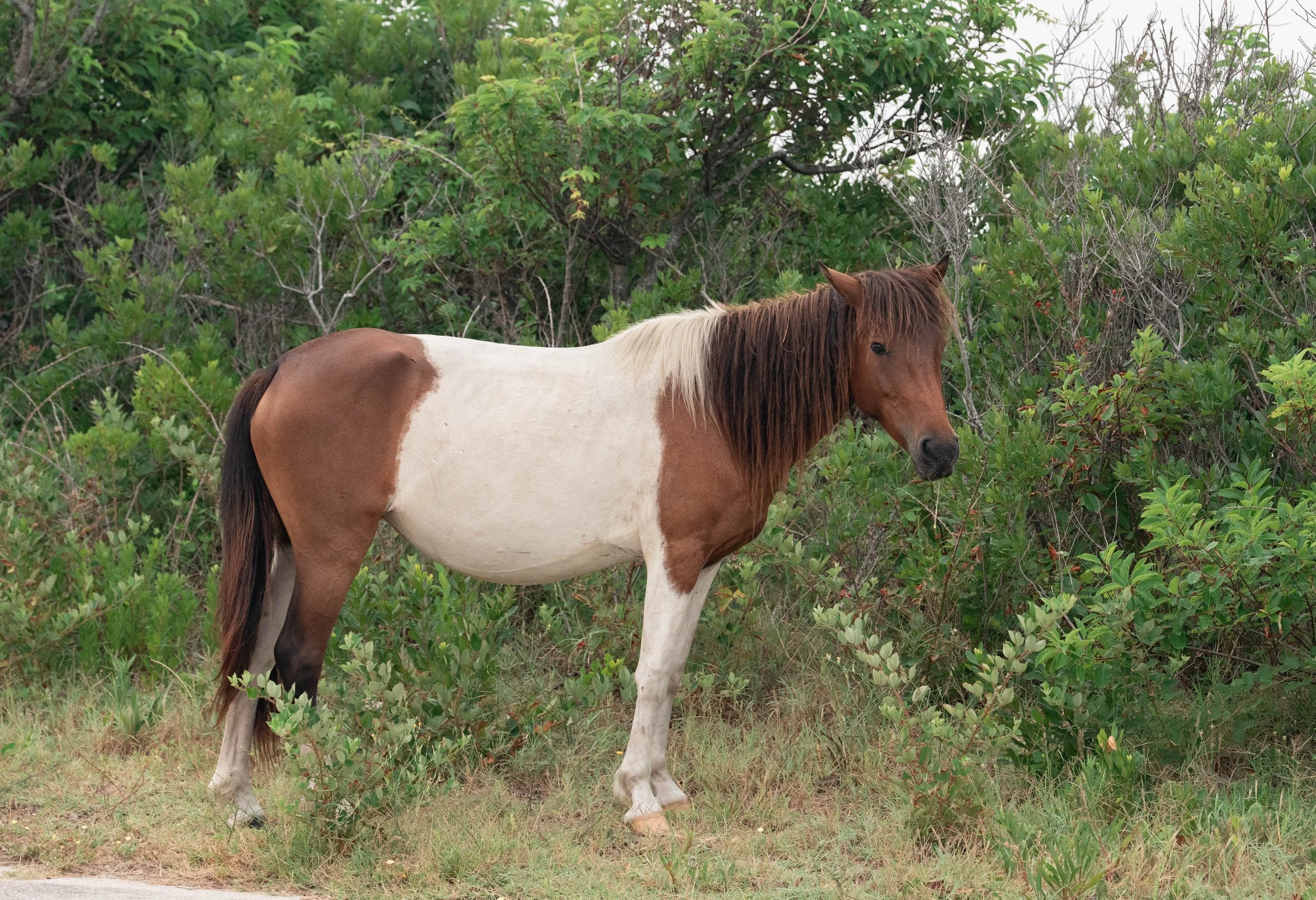 Assateague Island Maryland wild horses Breezy