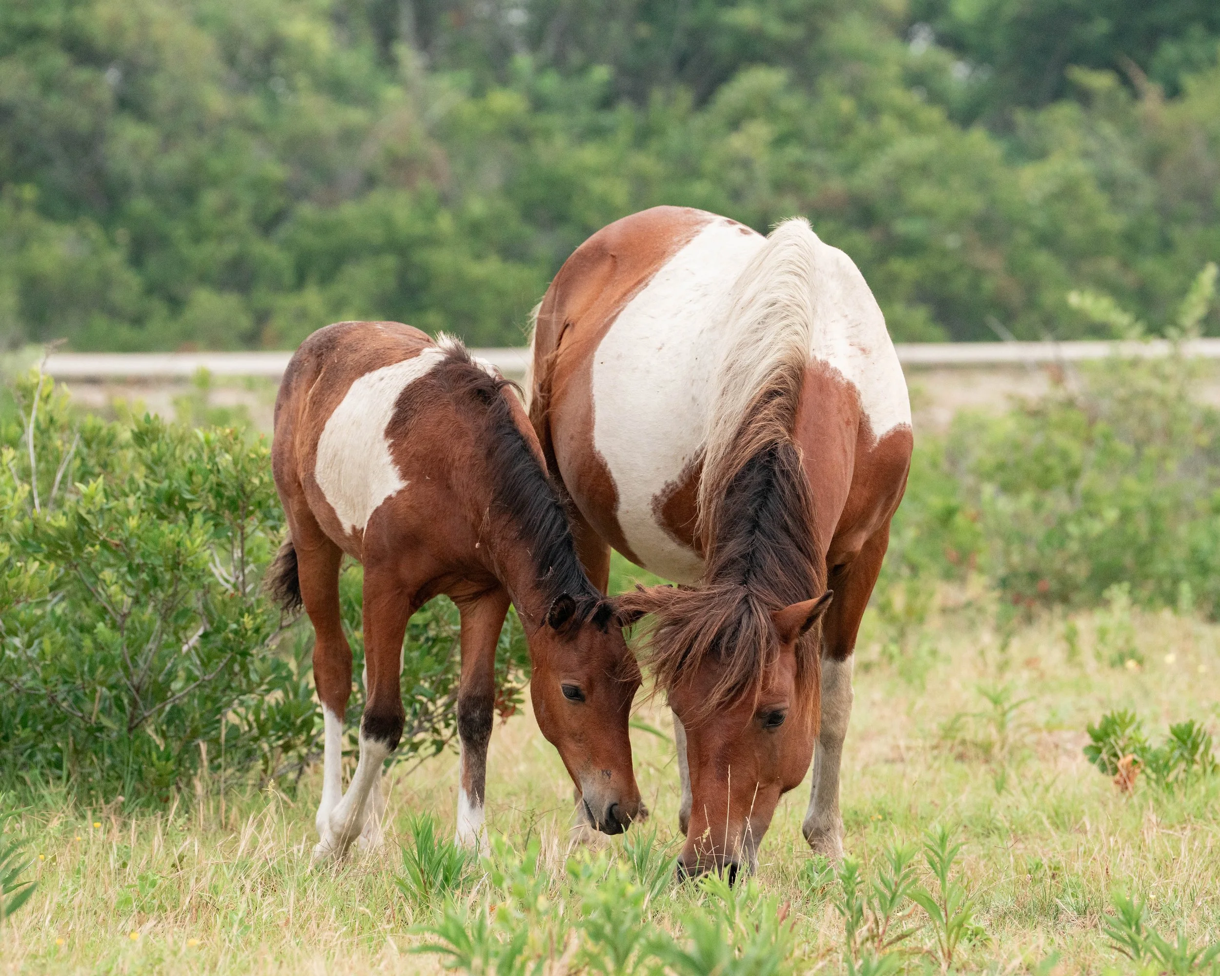 Autumn Glory and her filly eating