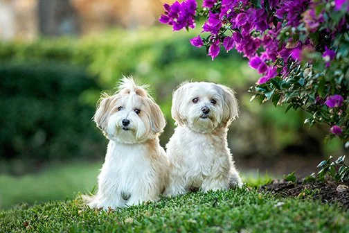 4736.Roxy.Carlie.bouganville-Edit-2 copy 3.jpg