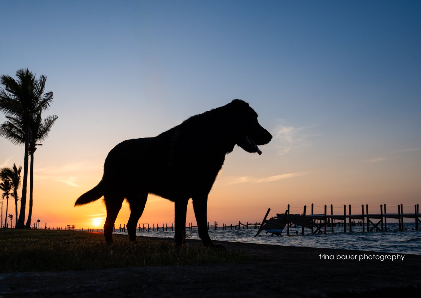 silhouette of black lab looking out over water and pier on Pine Island, Florida