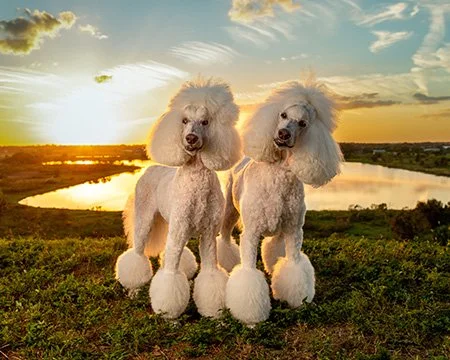 13.poodles.sunset.OCF.7162-2 copy.jpg