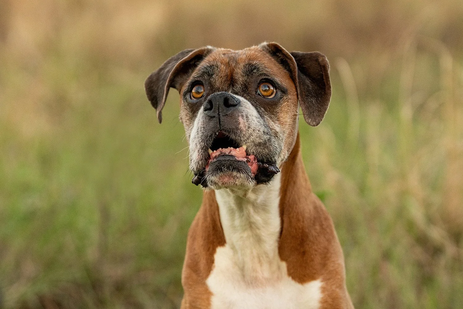 elderly boxer dog with gray muzzle