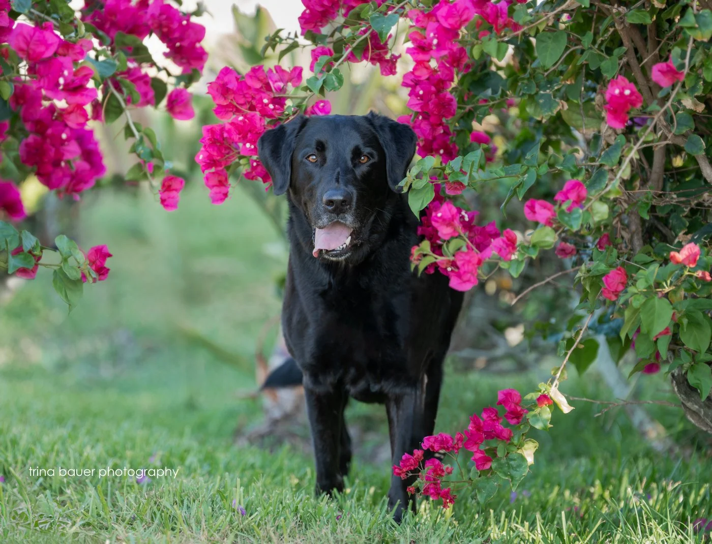 black lab standing in Bougainvillea bush in Florida