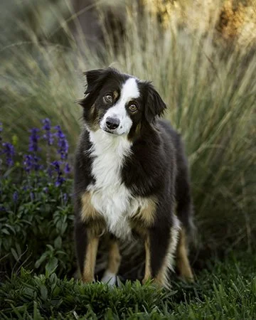 Jet.aussie.purple.flowers.grasses.sharpen.crop.bg.7989-Edit copy 2.jpg