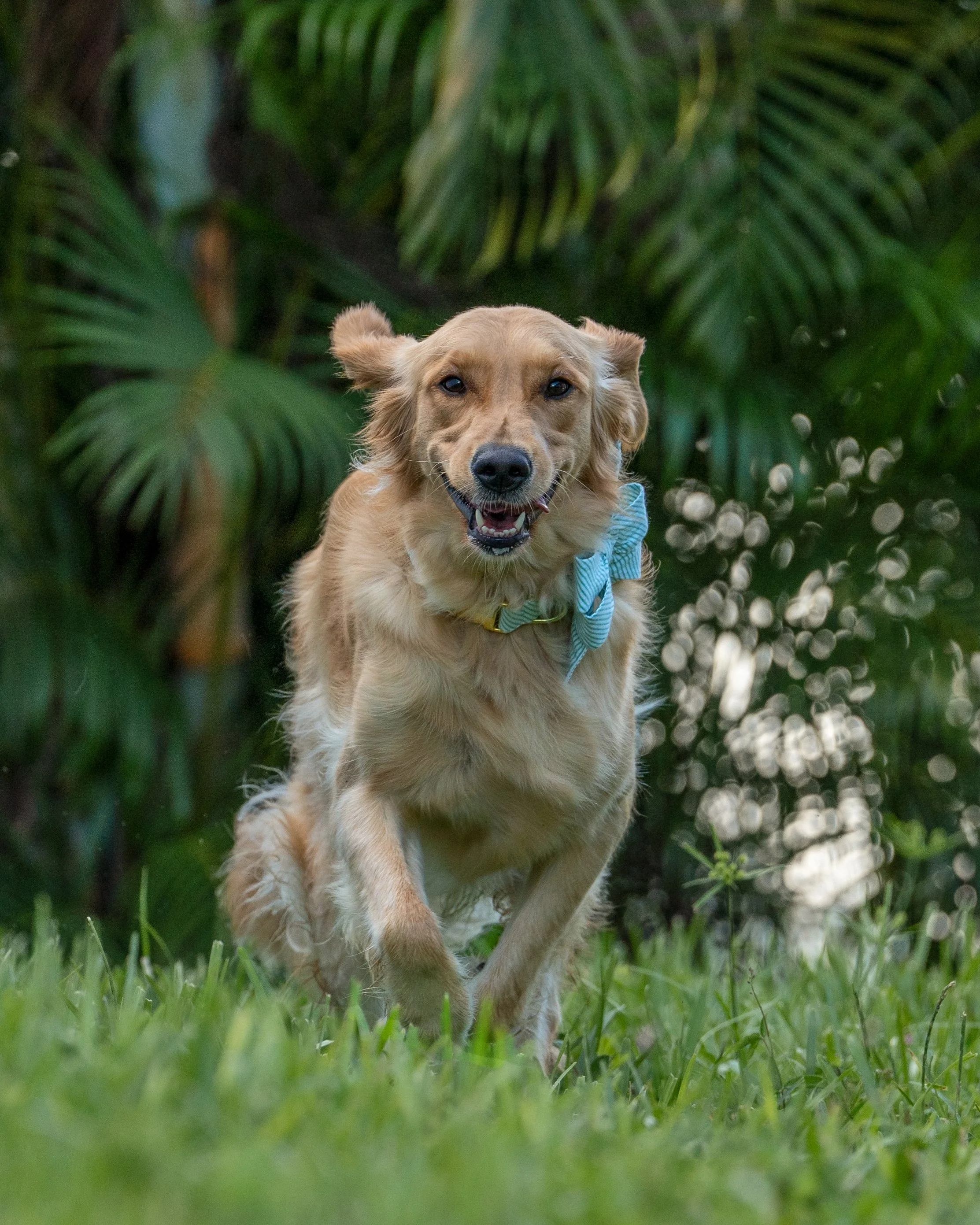 golden retriever running