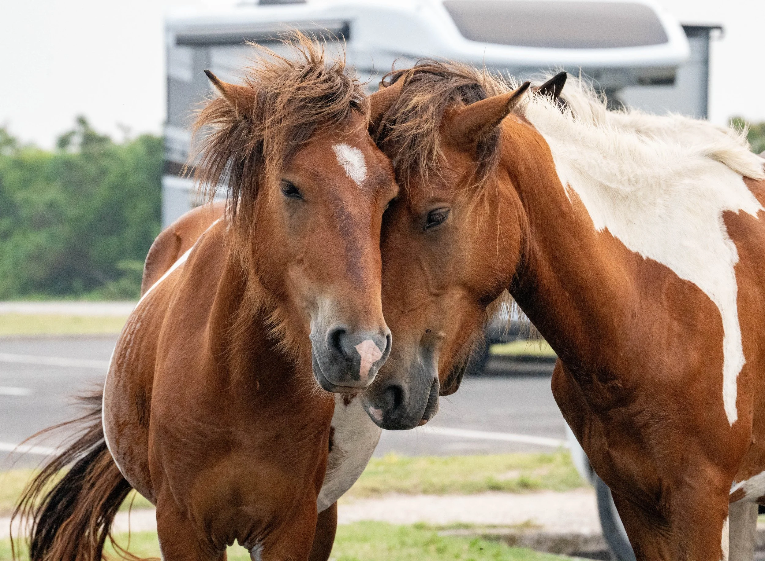 Assateague Island Maryland Mystic Moonlight and Peytona Star nuzzling