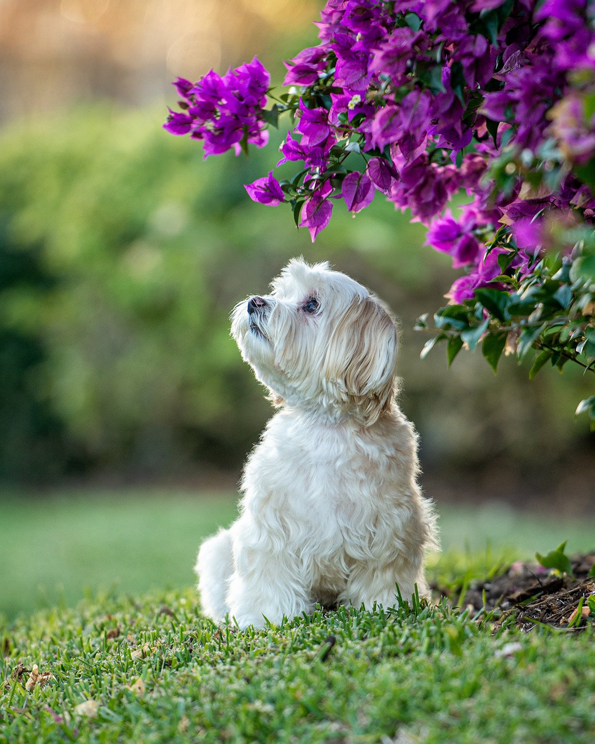 havanese dog looking up at owner