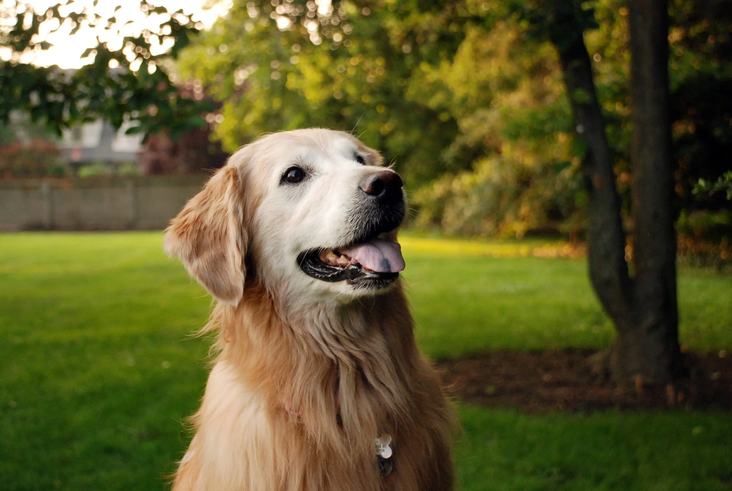 golden retriever in backyard