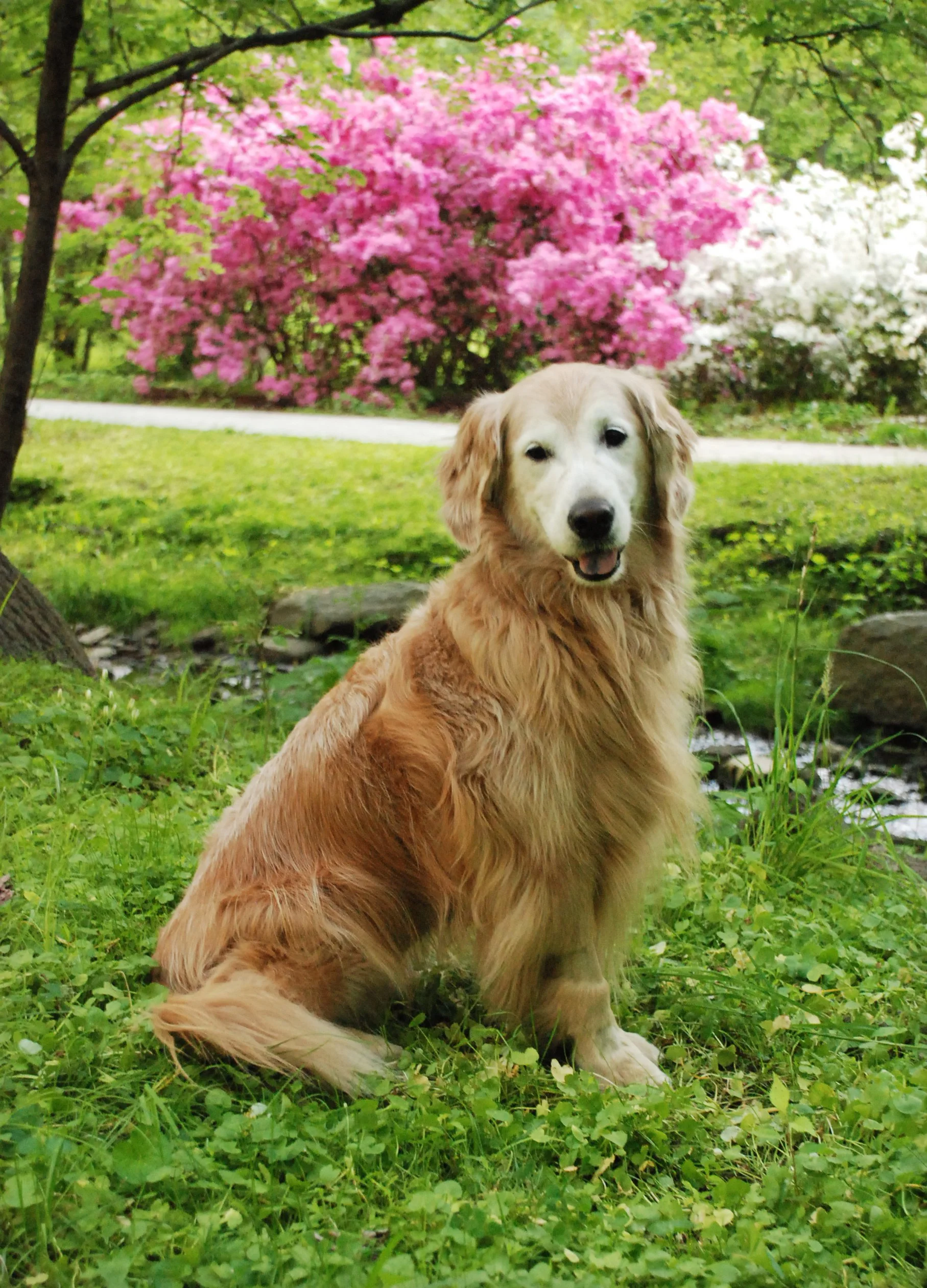 golden retriever in arboretum in the spring