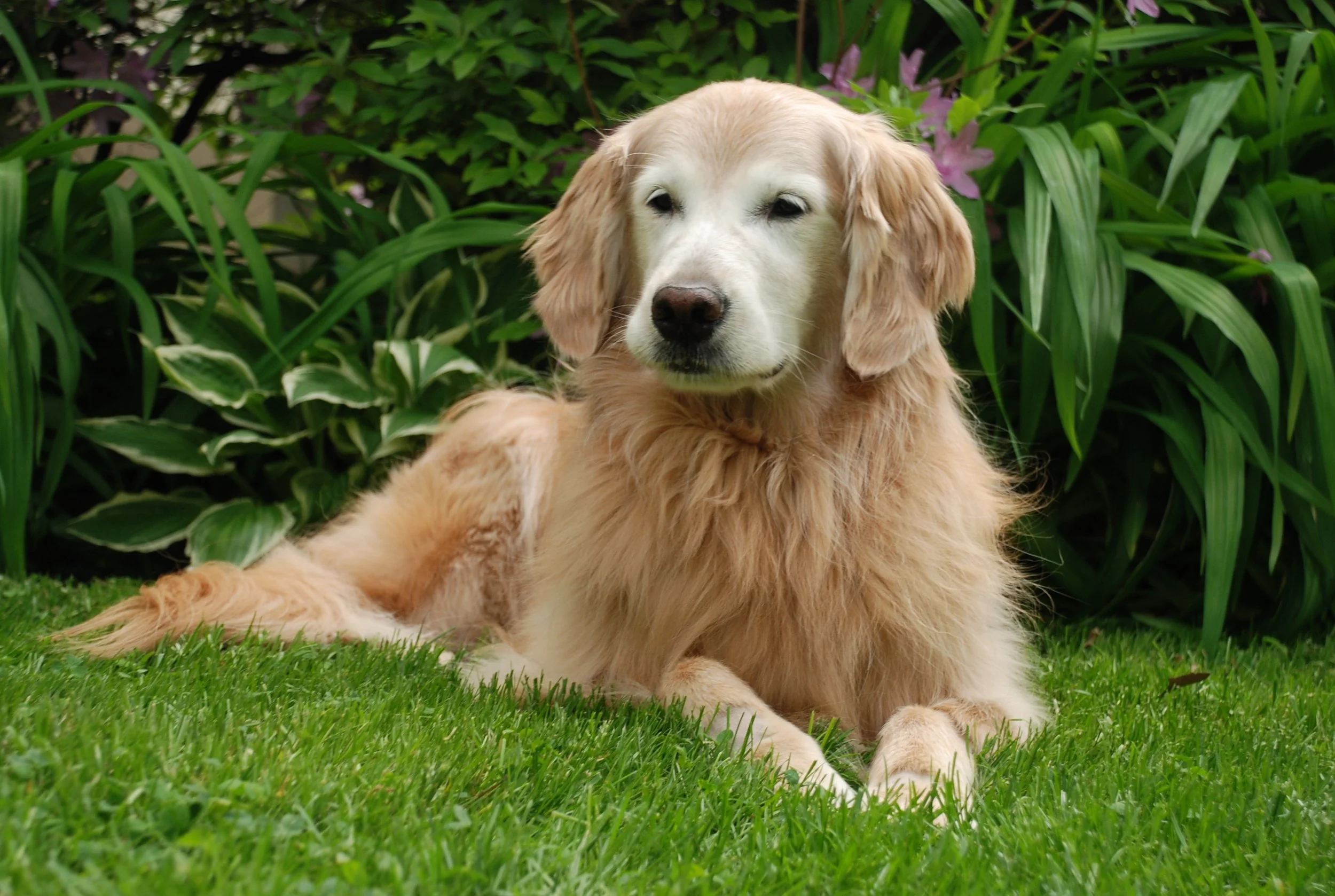 golden retriever laying down in backyard