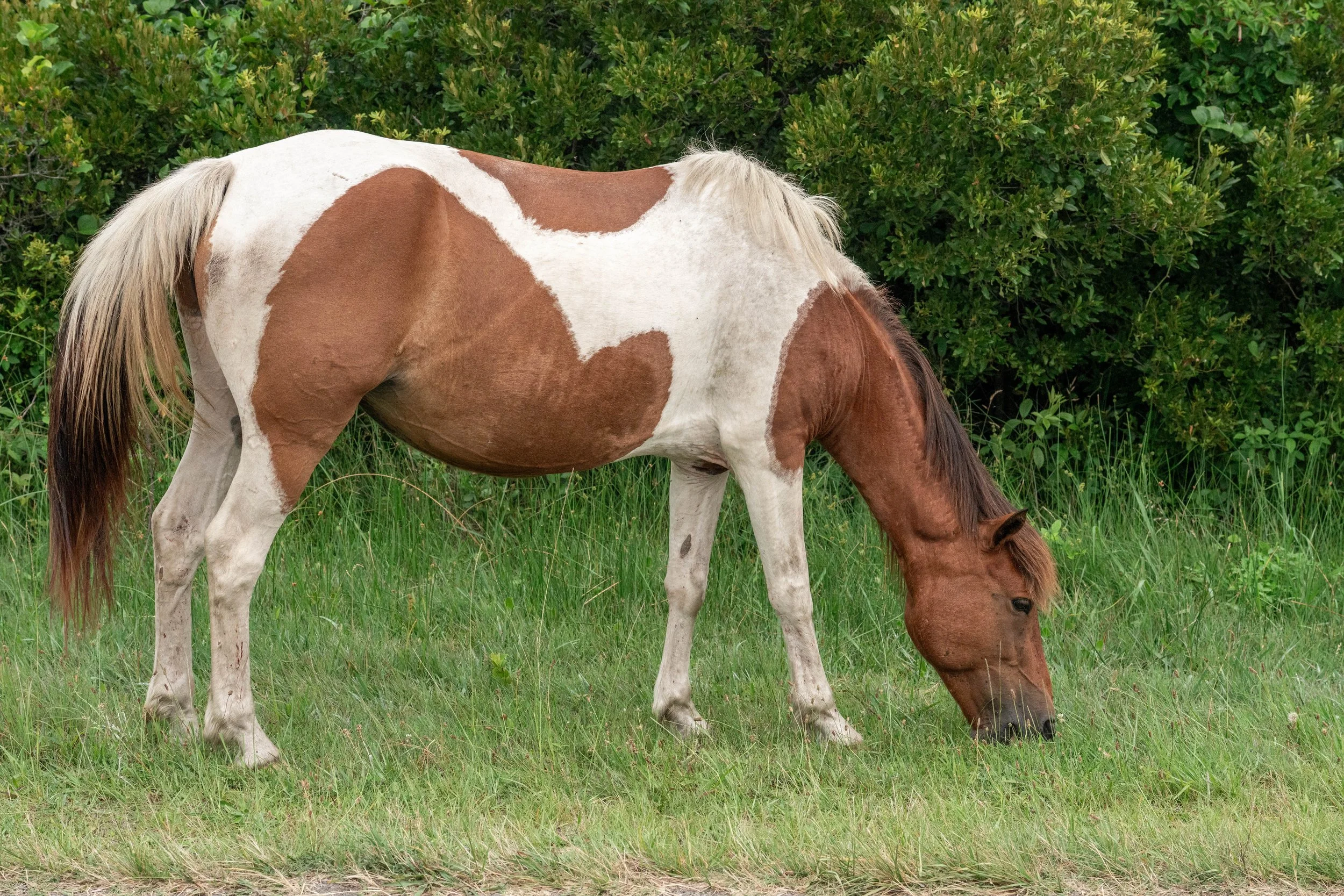 Assateague Island Maryland Susi Sole eating grass
