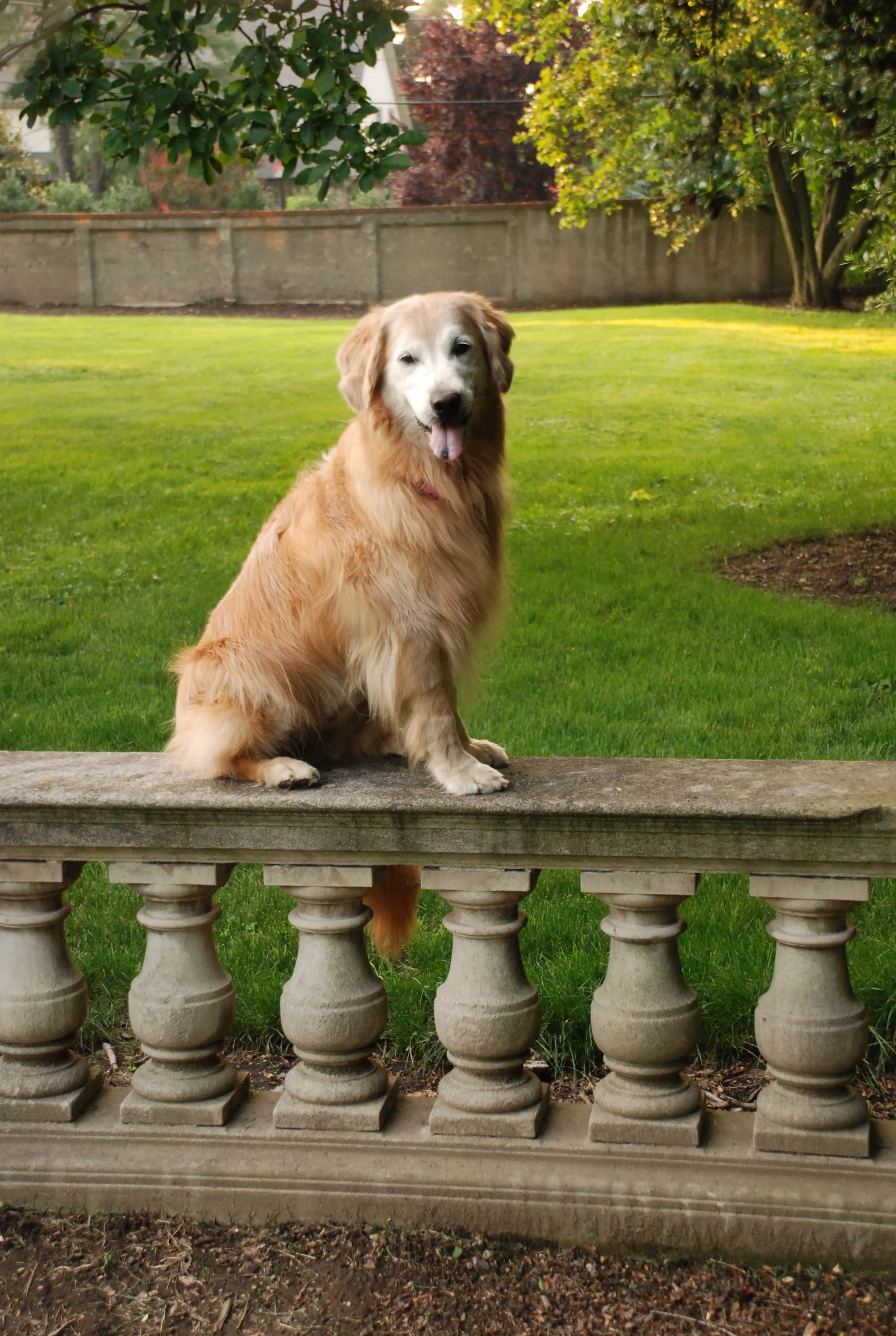 golden retriever sitting on concrete wall