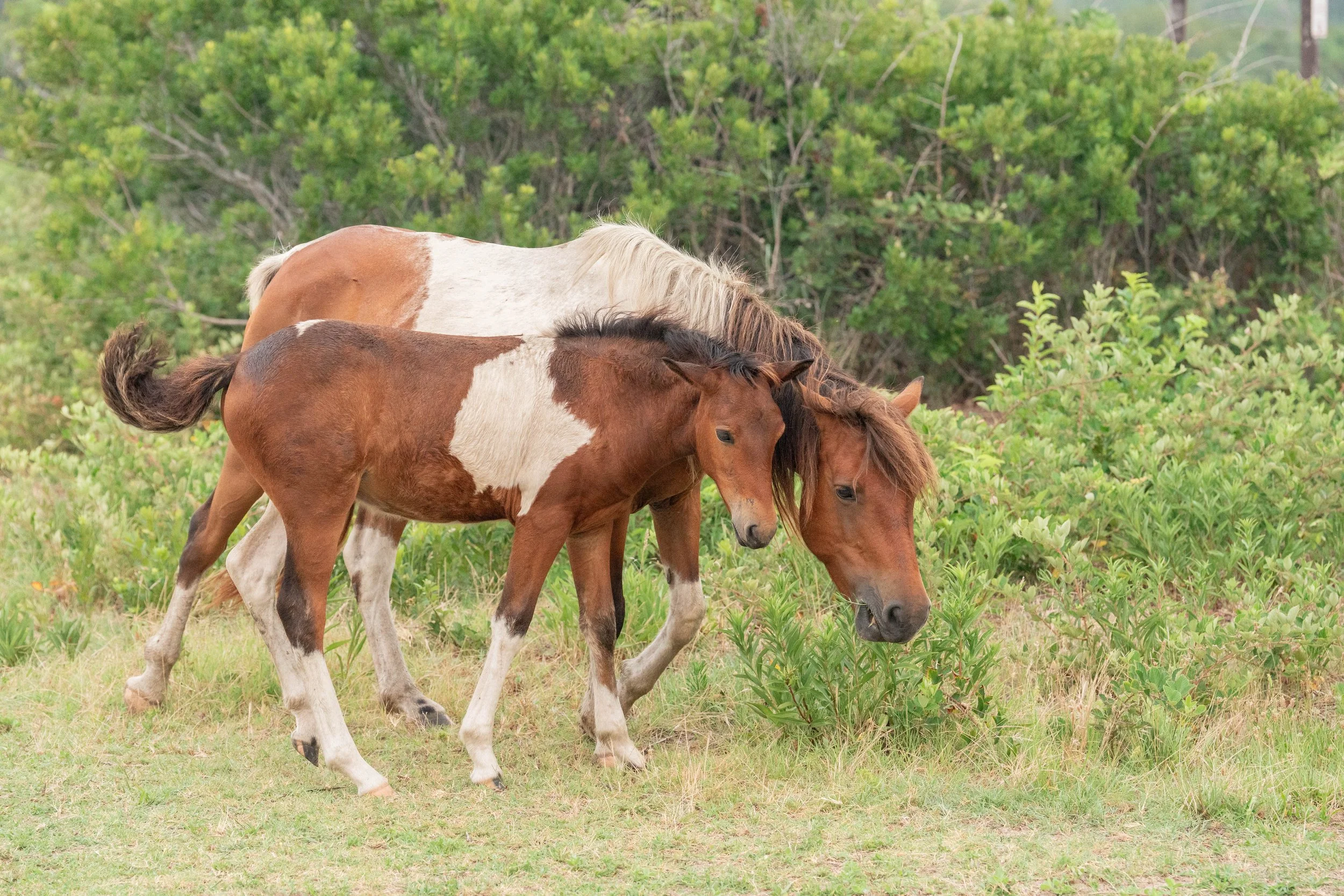Assateague Island wild horses Autumn Glory and filly