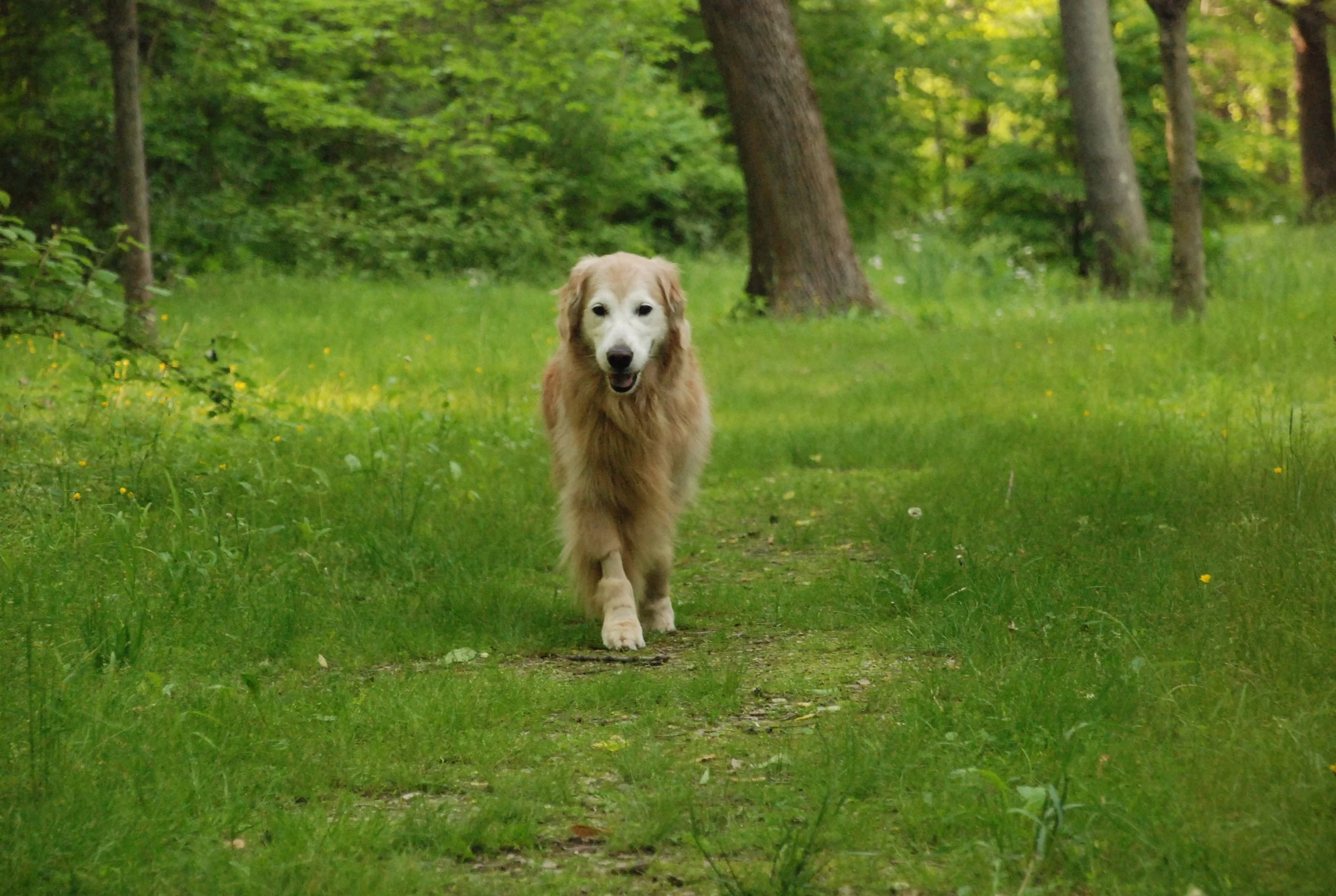 golden retriever running in park