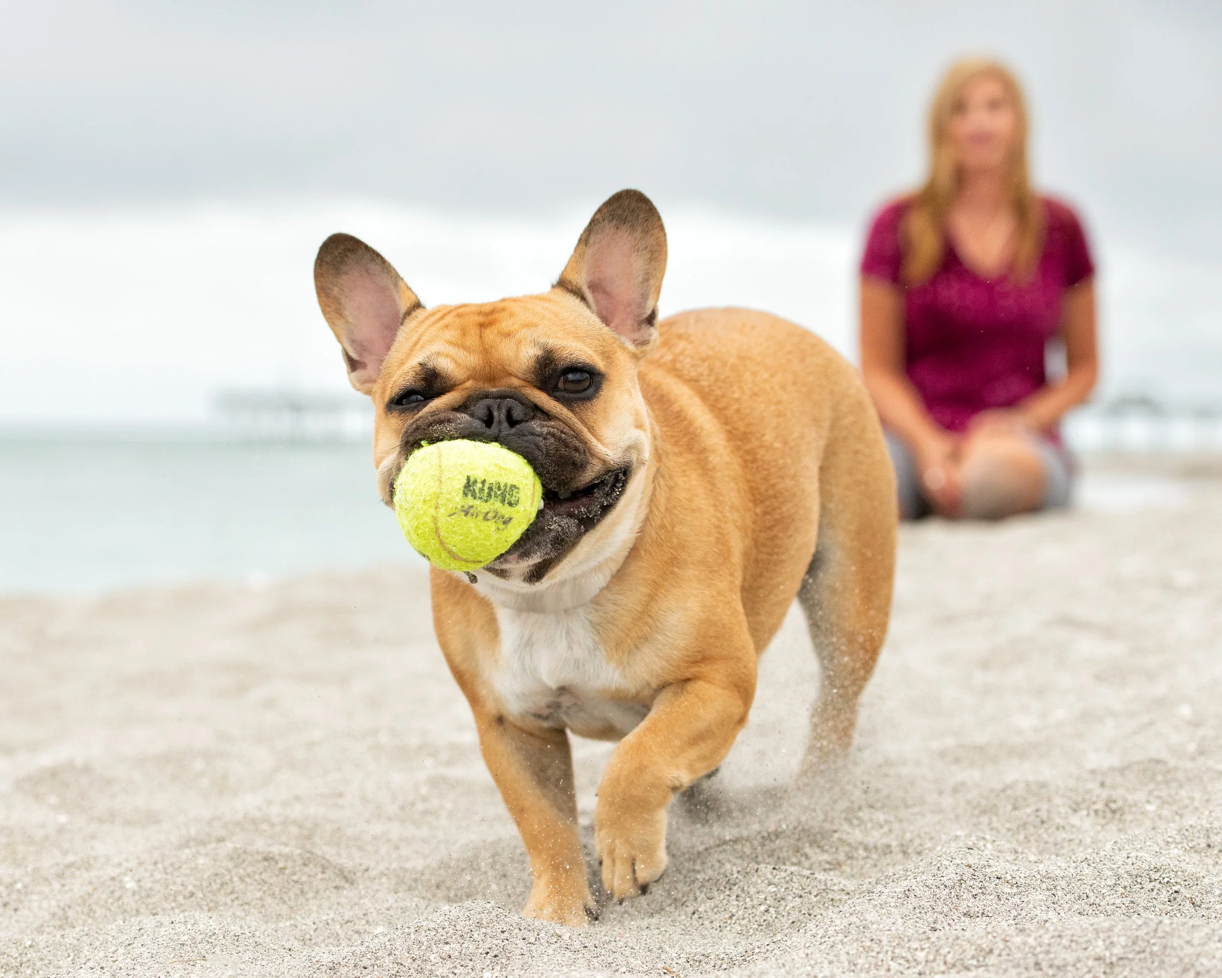 frenchie running on florida beach with dog in mouth
