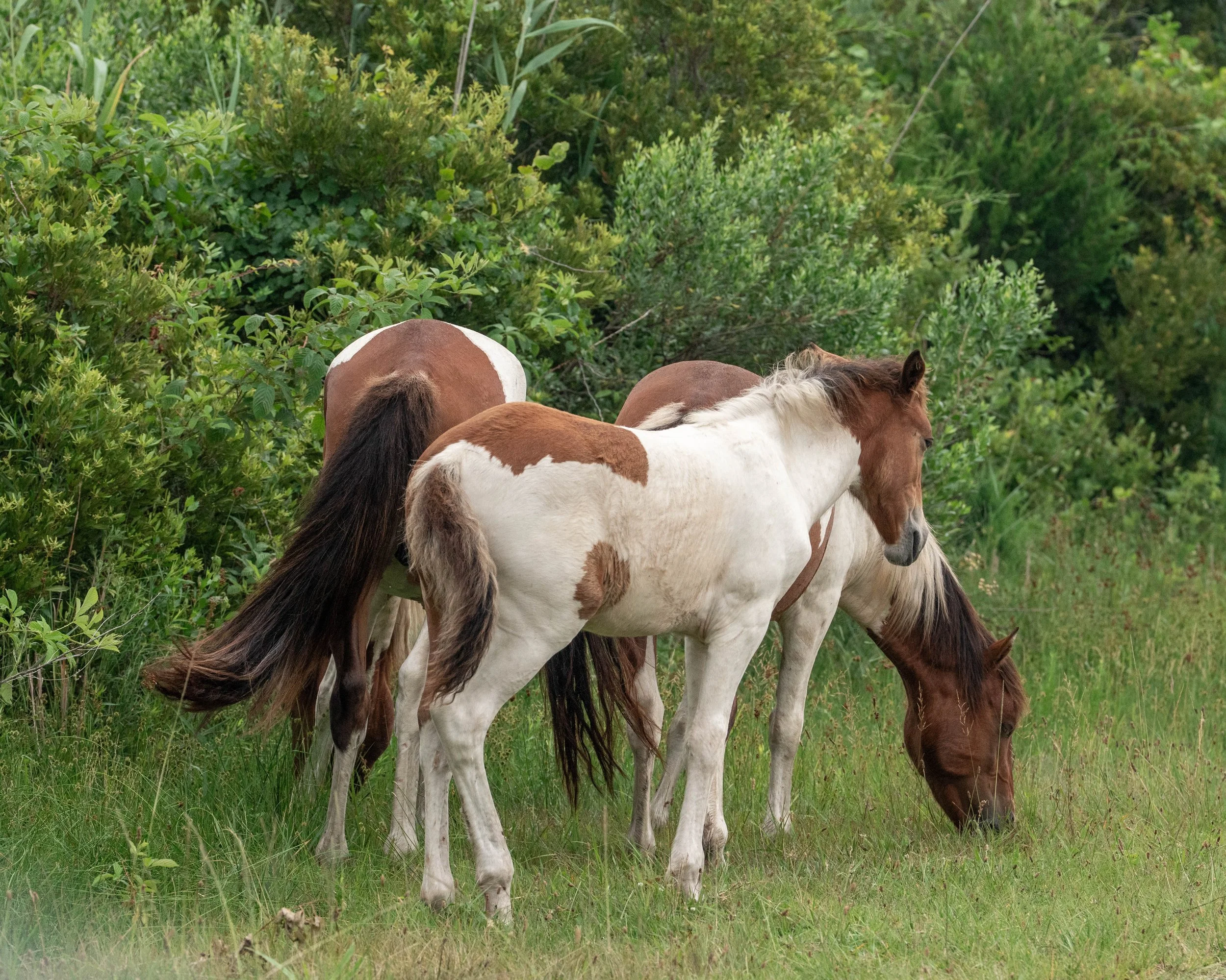 Assateague Island Maryland Susi Sole, Billy Bob and baby colt