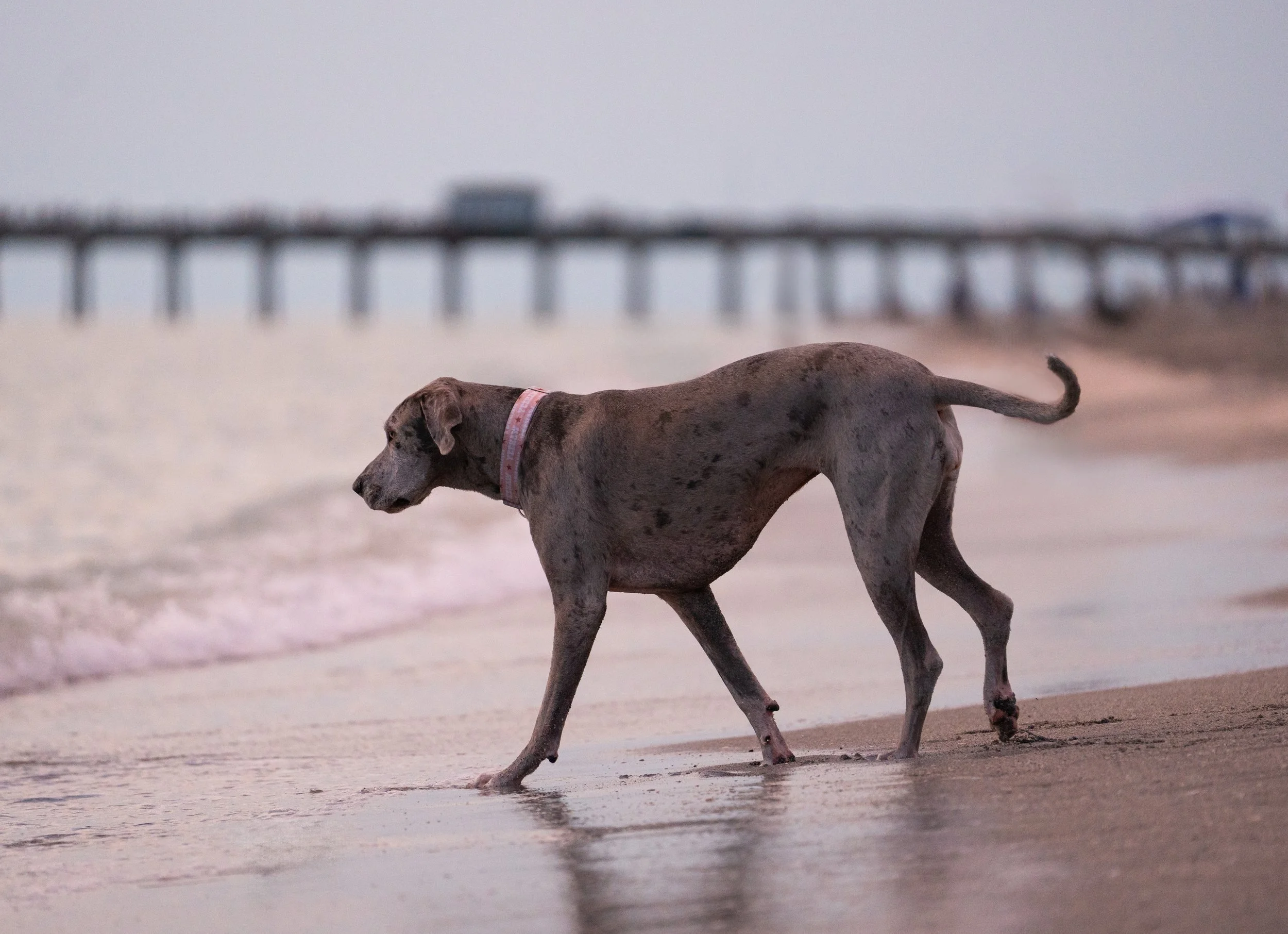 Great Dane in Gulf of Mexico Sarasota County playing in water