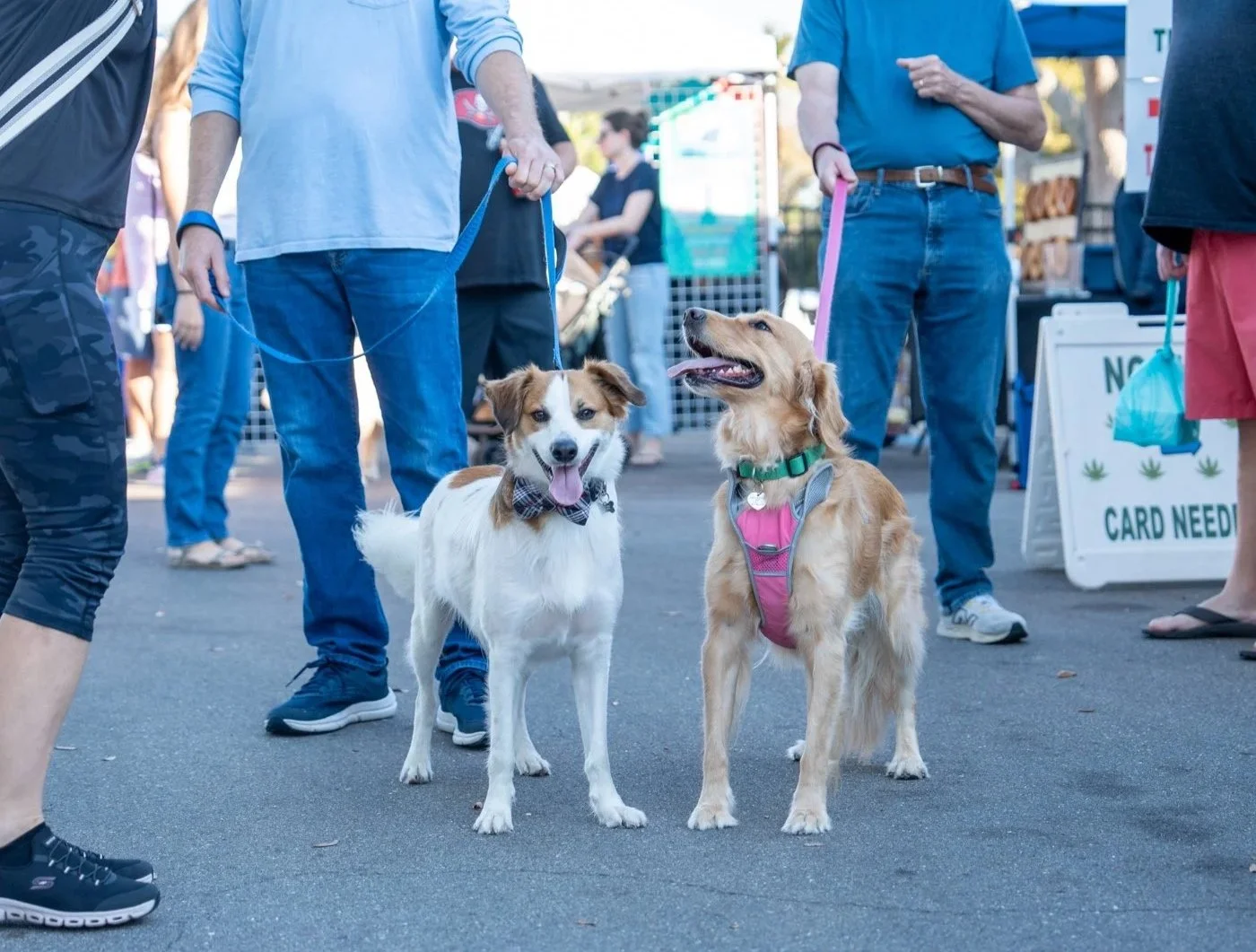 golden retriever and brown and white dog at farmer's market