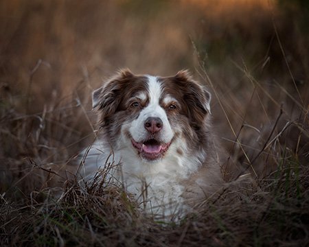 Xena.laying.down.winter.grass.pinebrook.park.8425-3-2.jpg