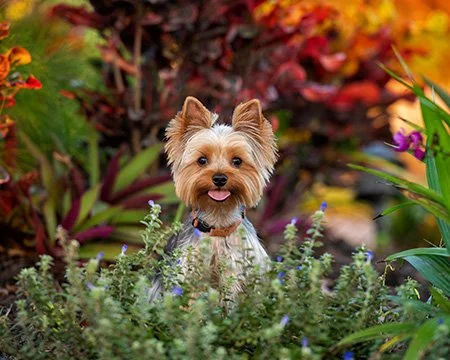 Barkley fall plants-2-2.jpg