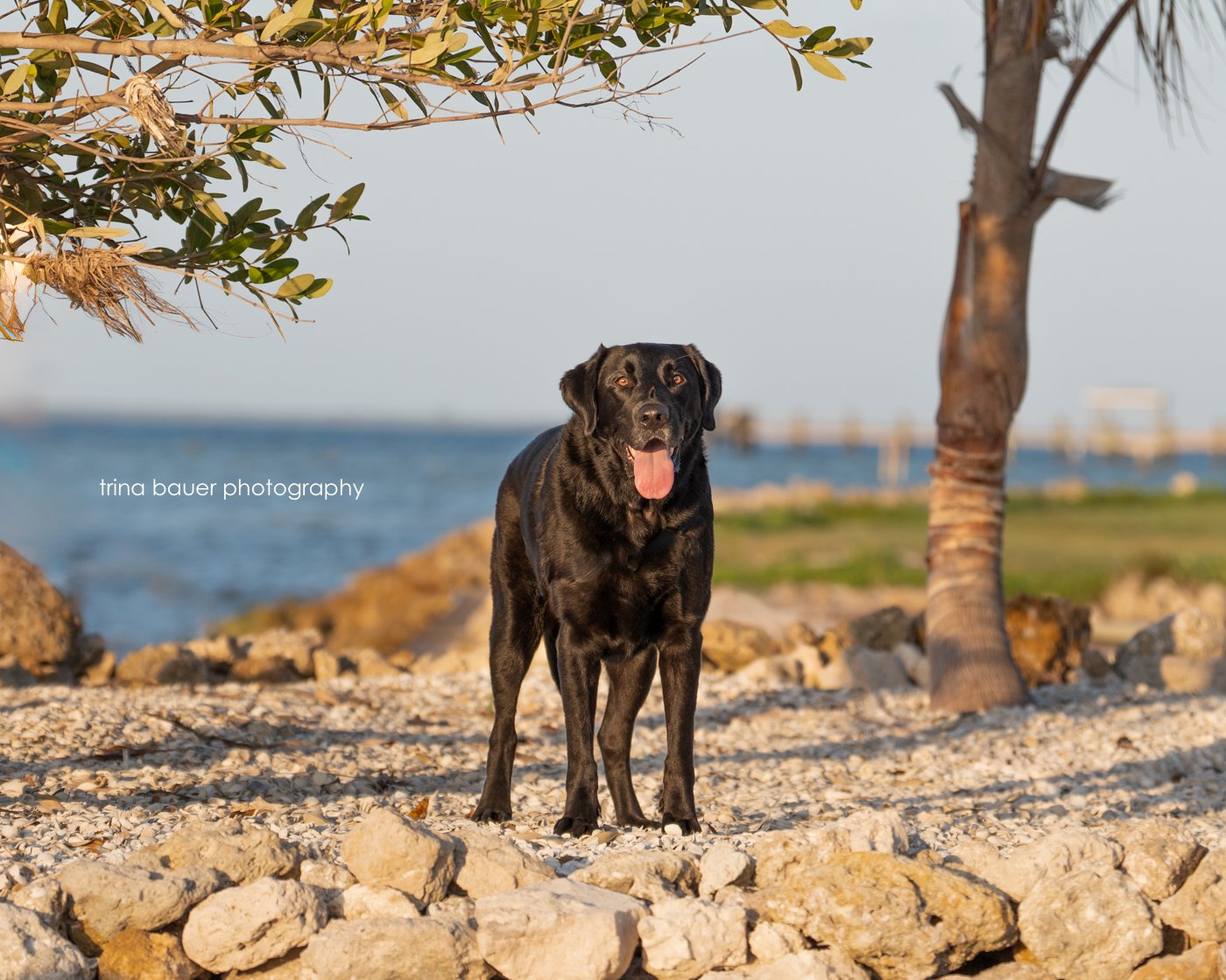 black lab standing on Pine Island in Florida