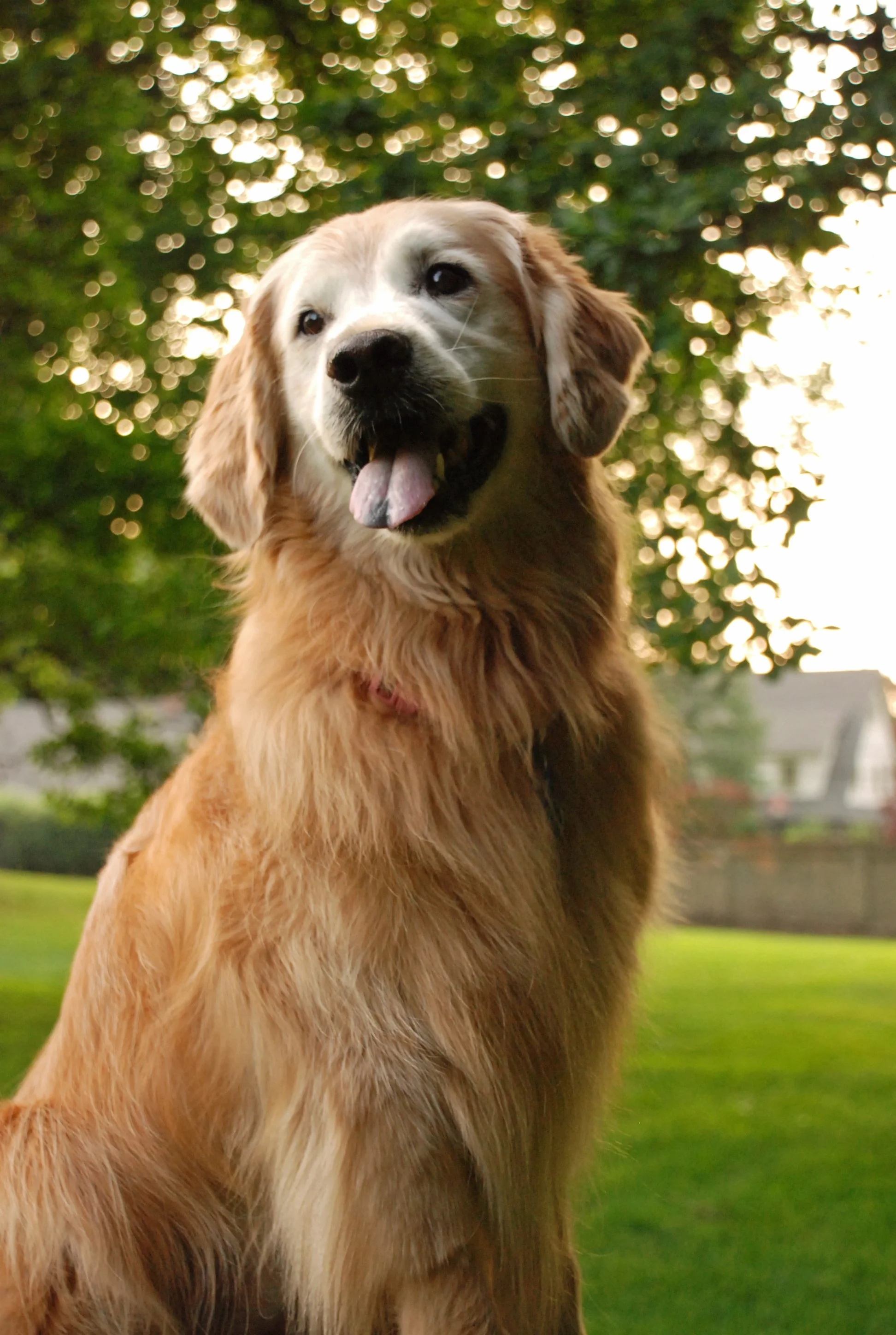 golden retriever sitting
