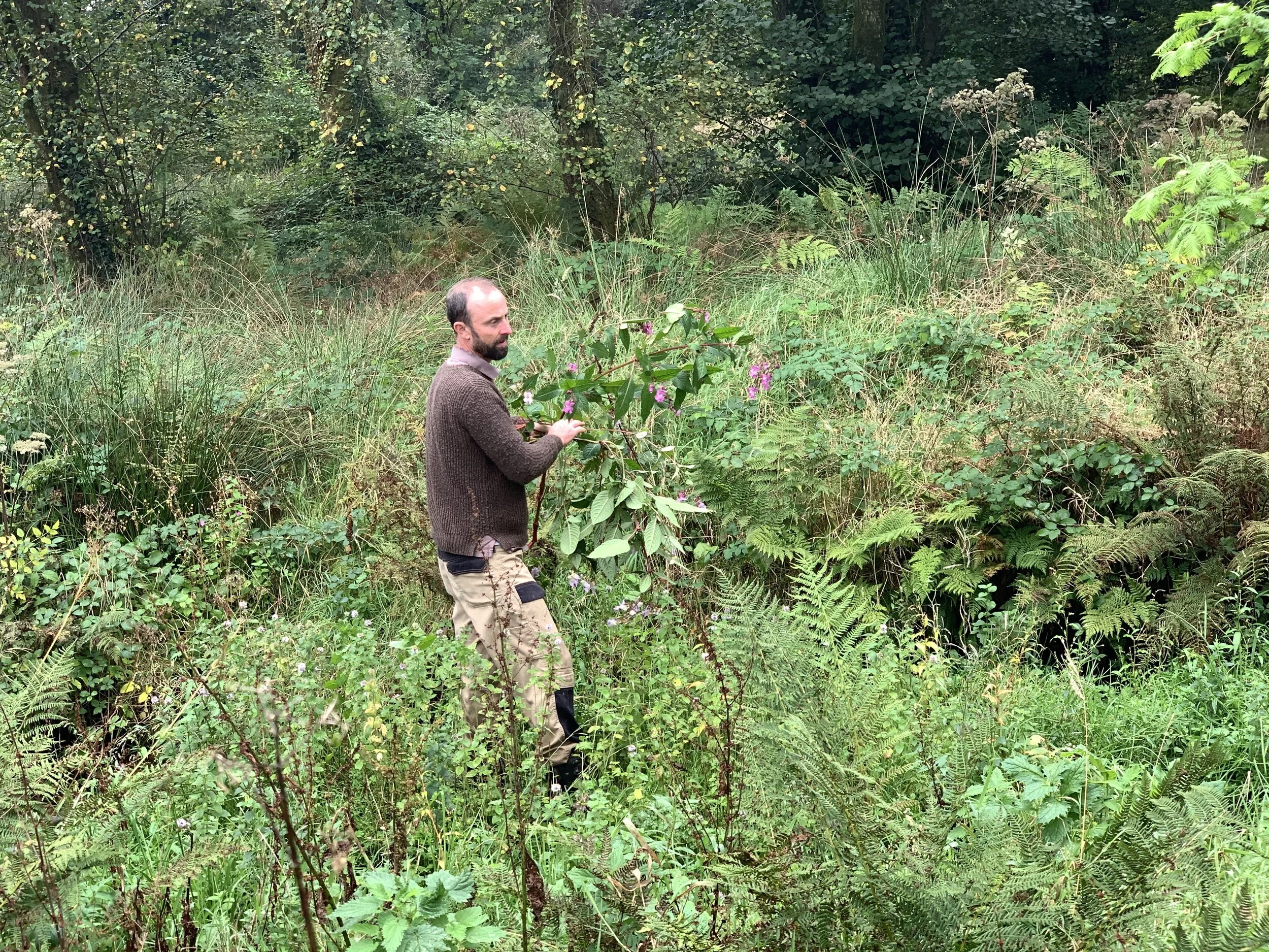 Jim removing Himalayan balsam from above the upper pond 28 September 2020