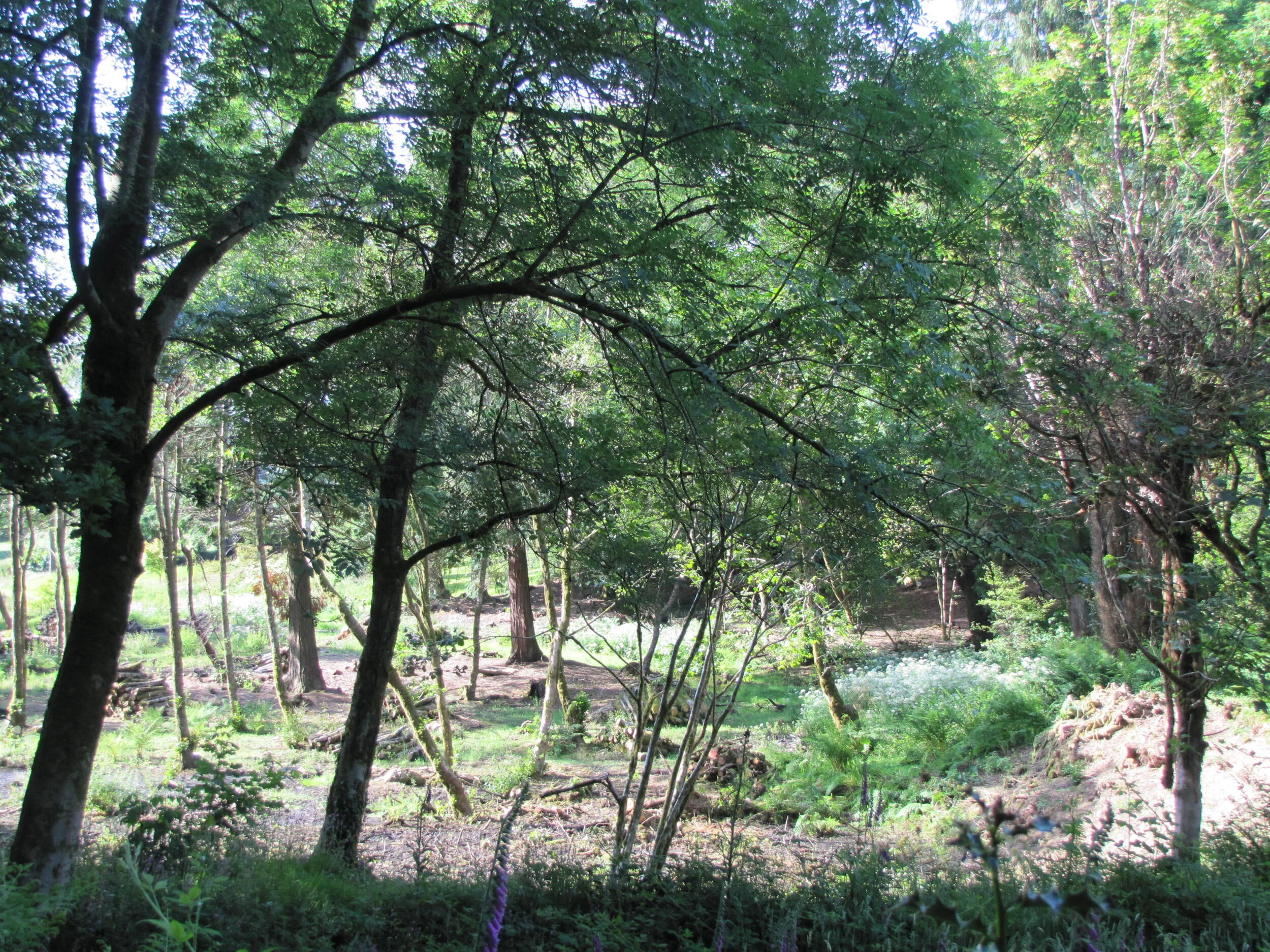 Above the upper pond 21 June 2014