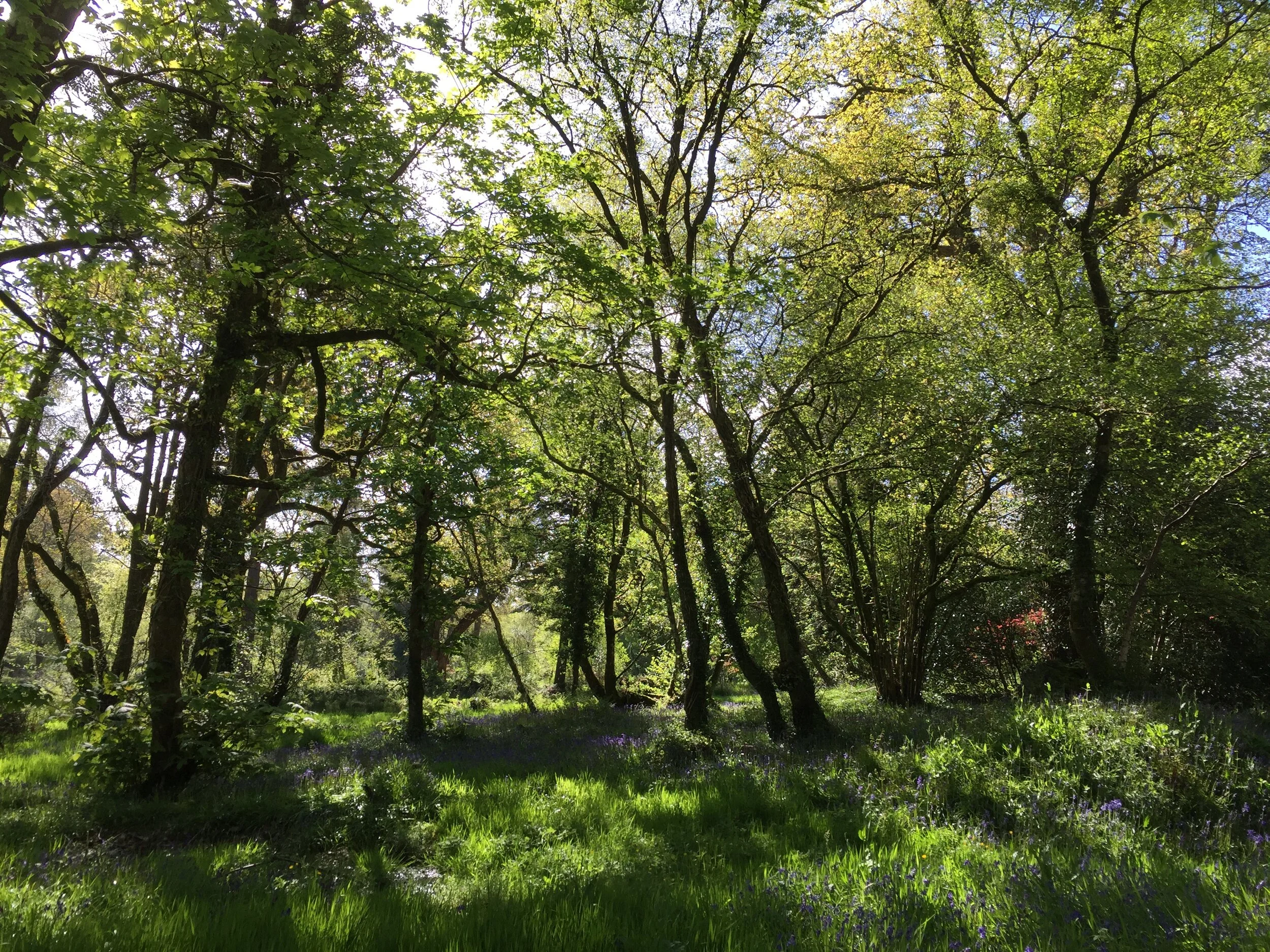 ABove the upper pond.JPG