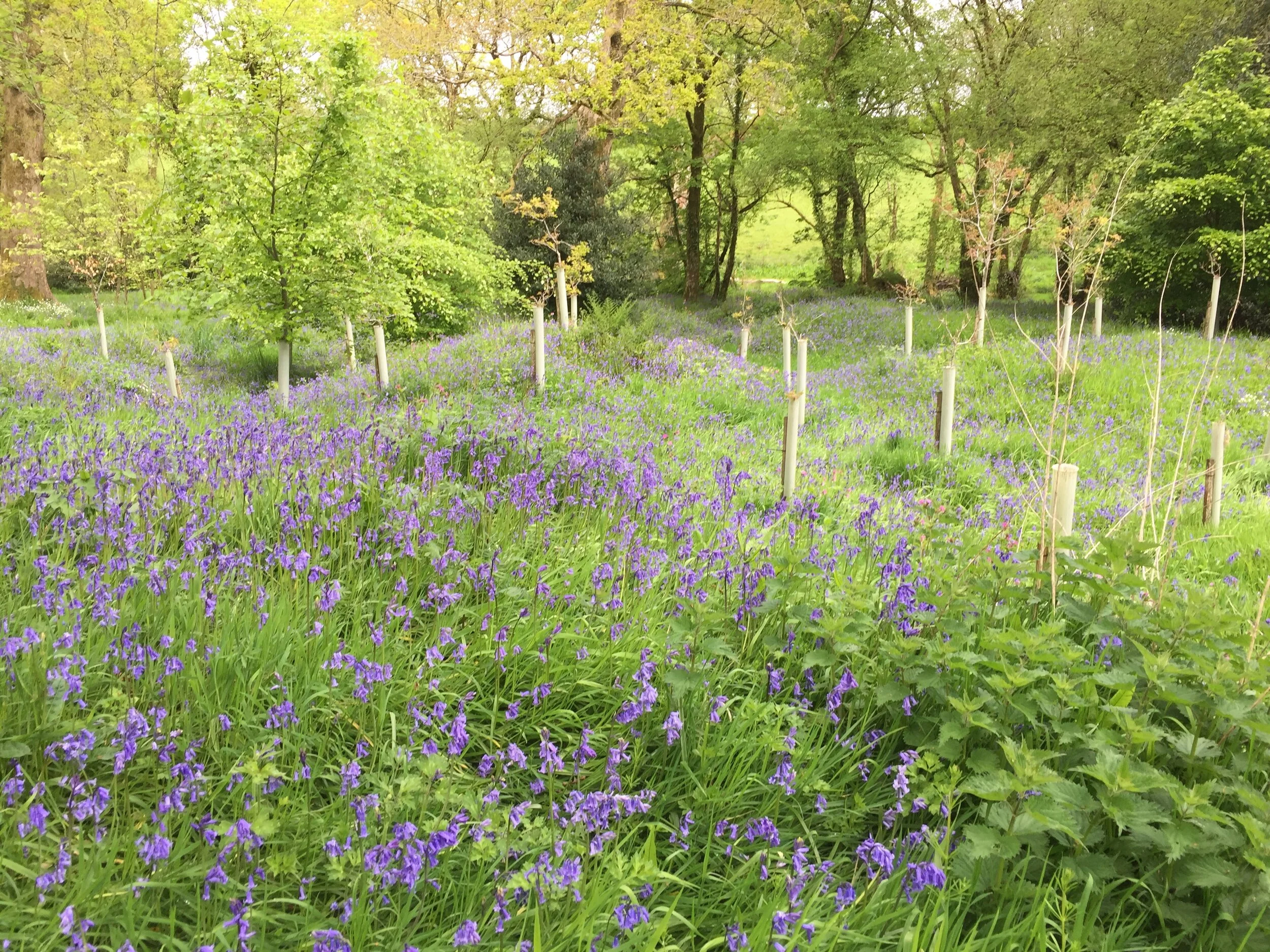 Bluebells 15 May 2018