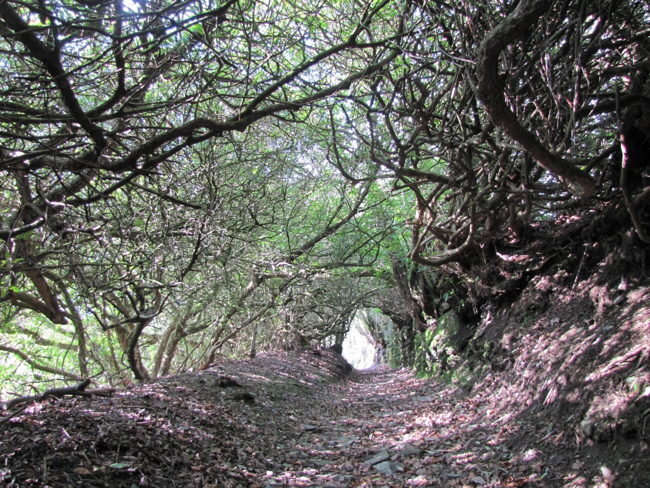The Rhododendron ‘tunnel’ 30 March 2013