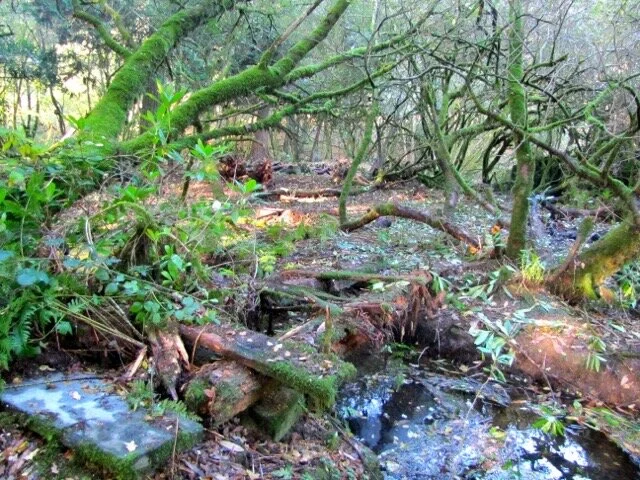 Rhododendron ponticum clearance in progress 14 October 2013
